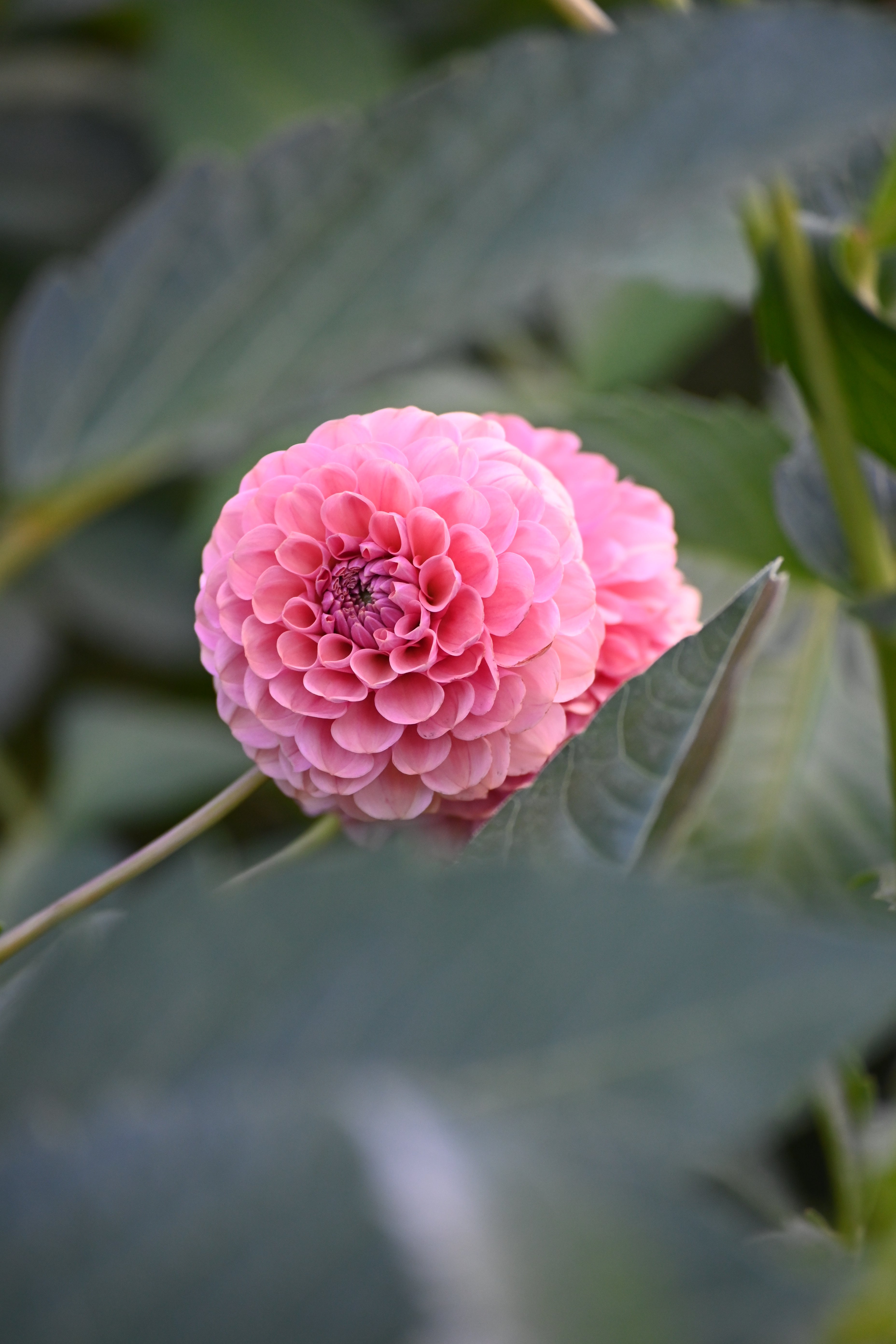 Jun's Rich Rose