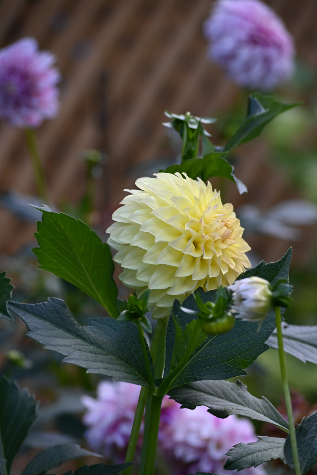 Jun's Fading Primrose