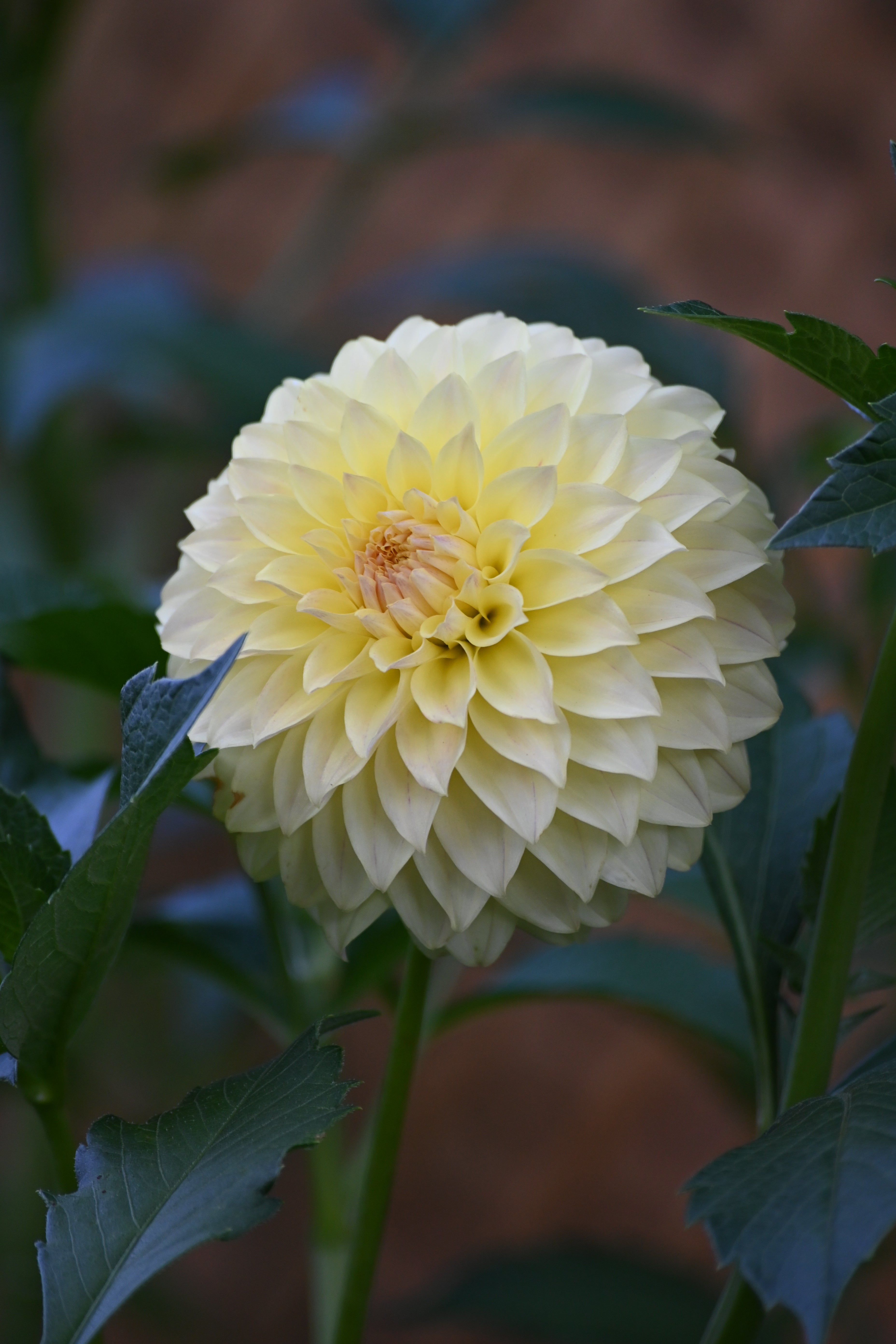 Jun's Fading Primrose