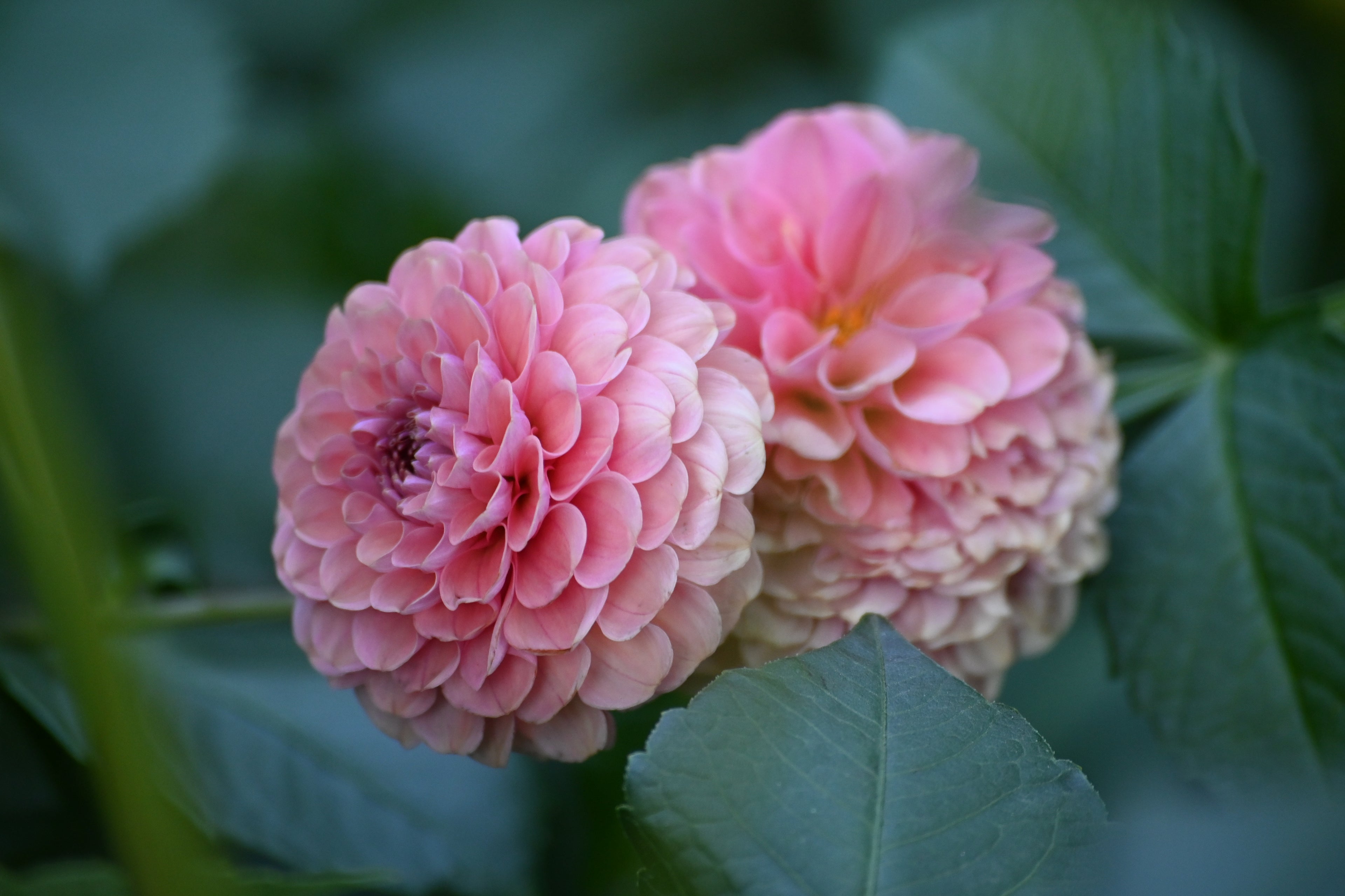 Jun's Rich Rose