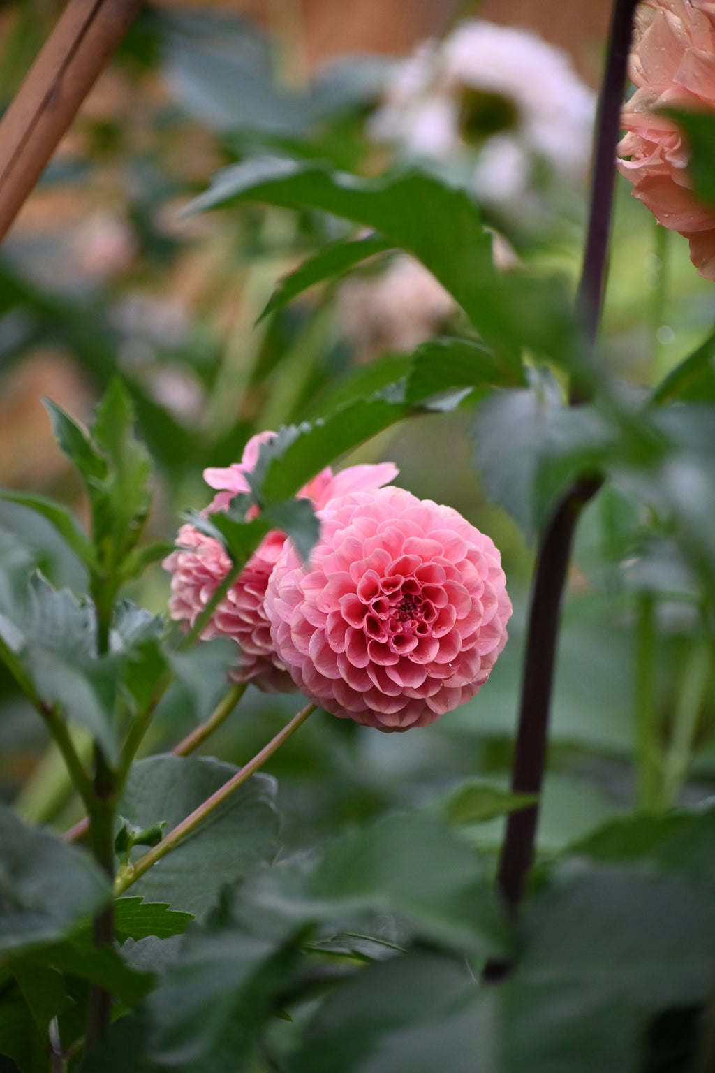 Jun's Rich Rose