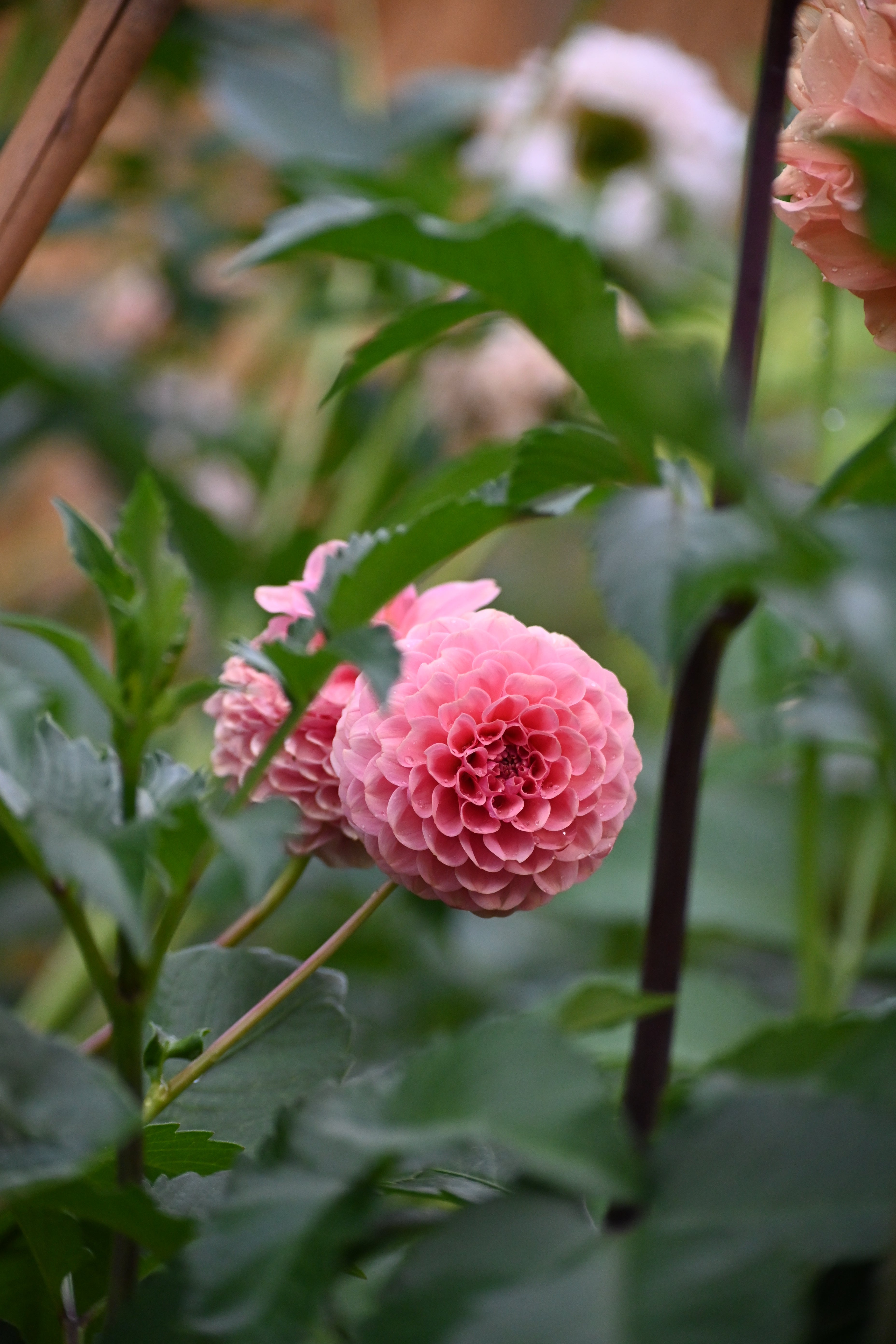 Jun's Rich Rose
