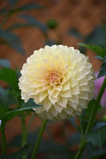 Jun's Fading Primrose