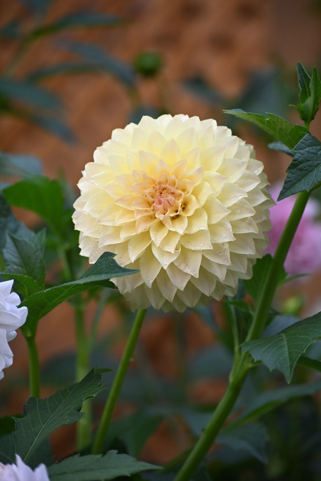 Jun's Fading Primrose