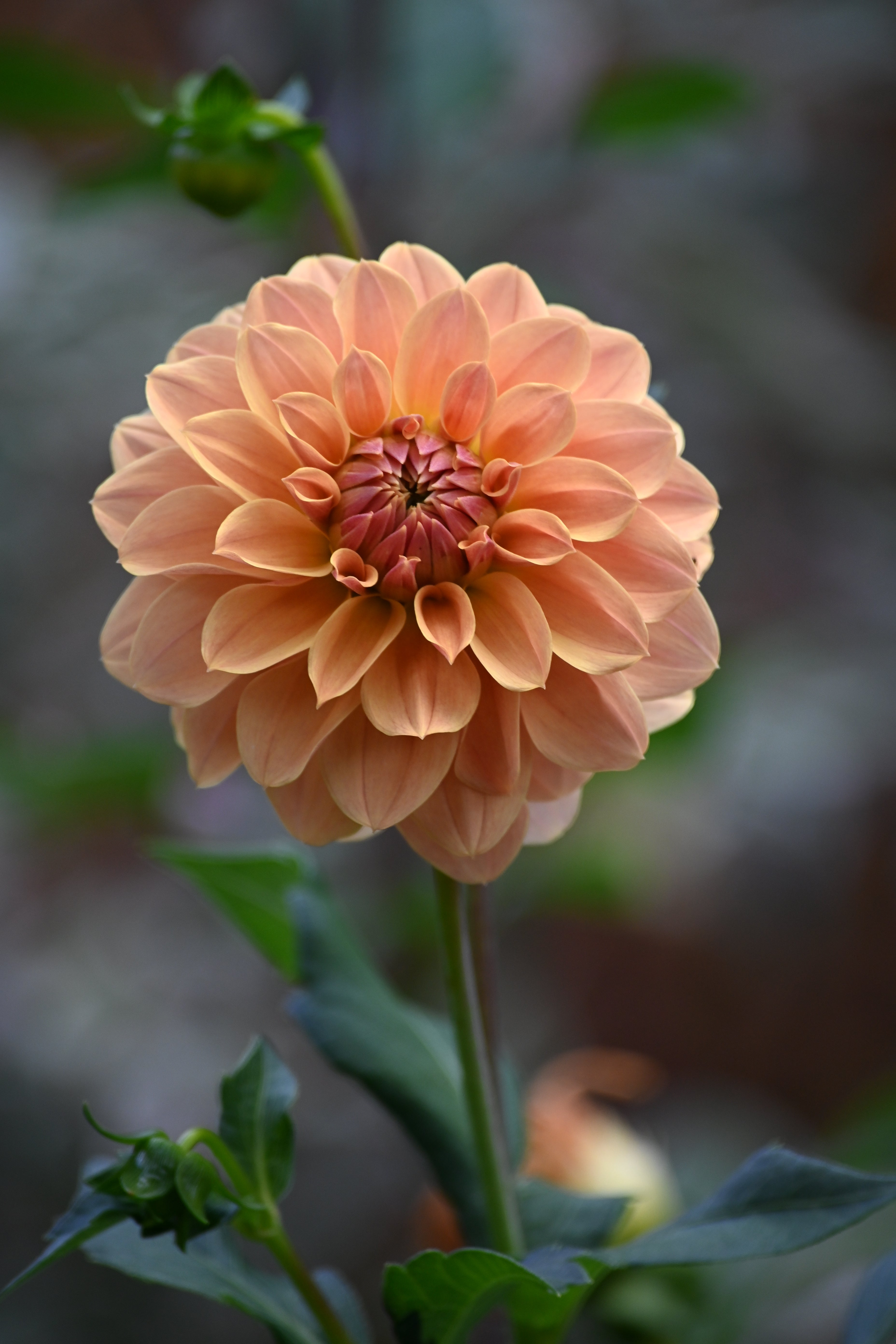 Jun's Golden Sunset - LIMIT 1