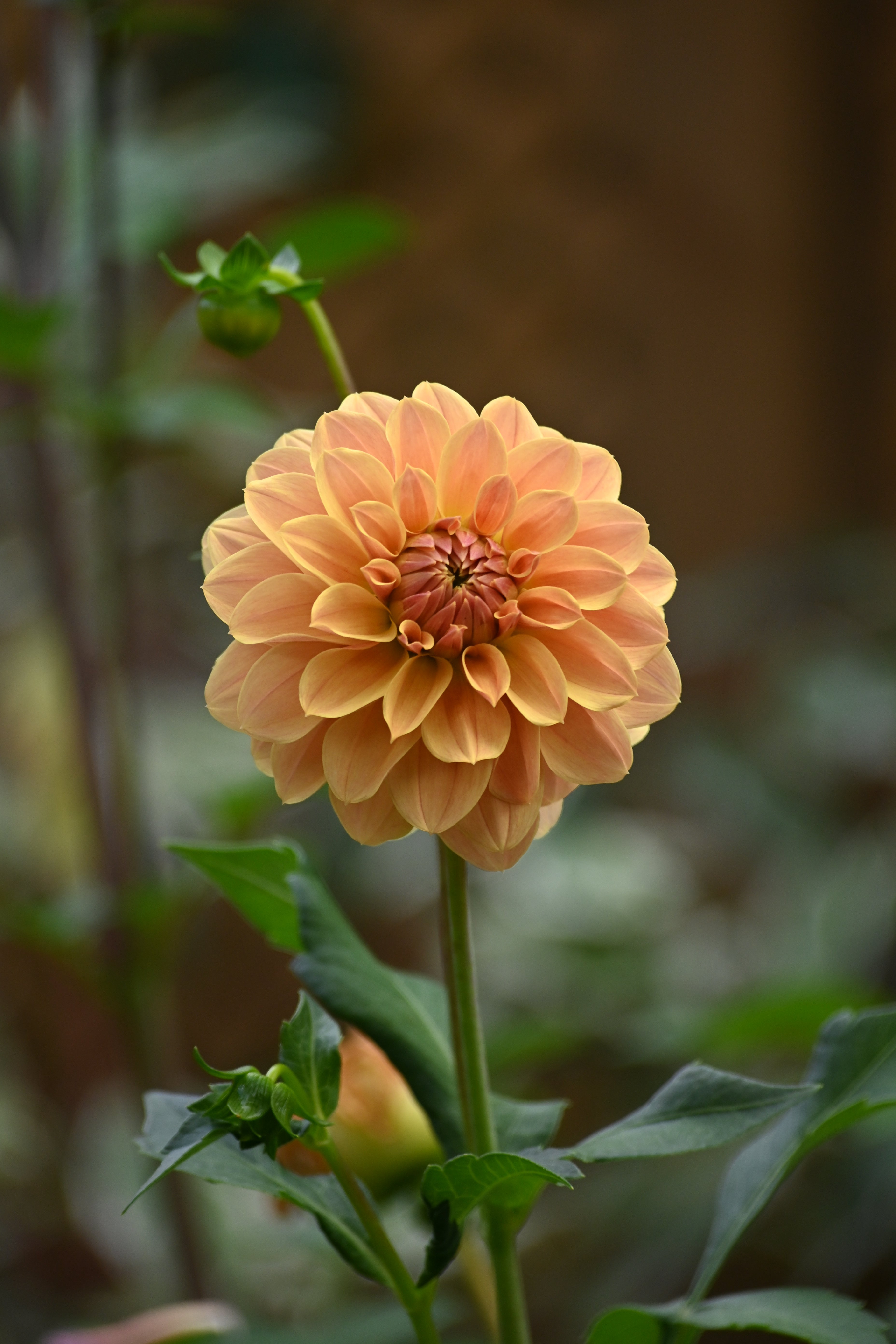 Jun's Golden Sunset - LIMIT 1