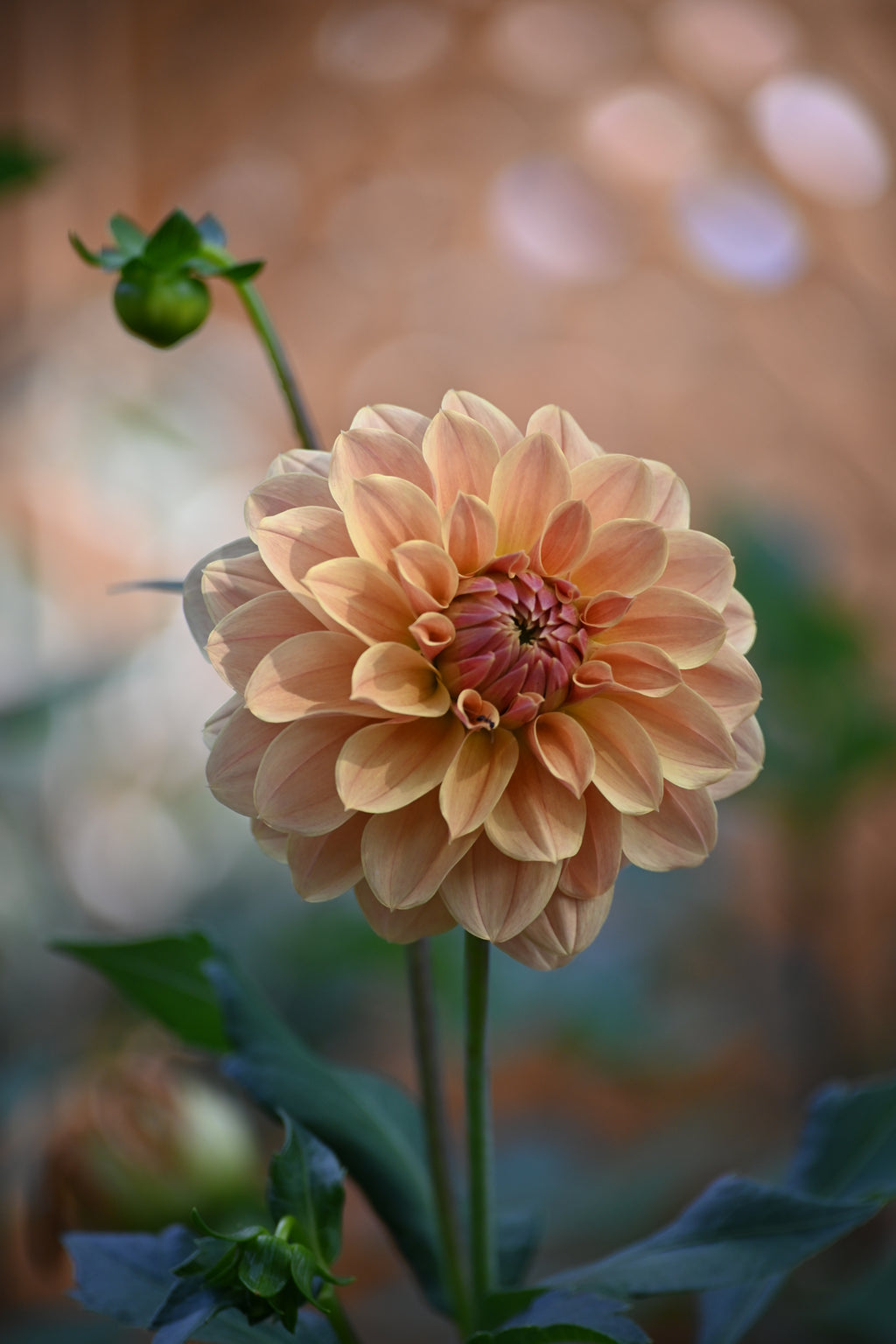 Jun's Golden Sunset - LIMIT 1