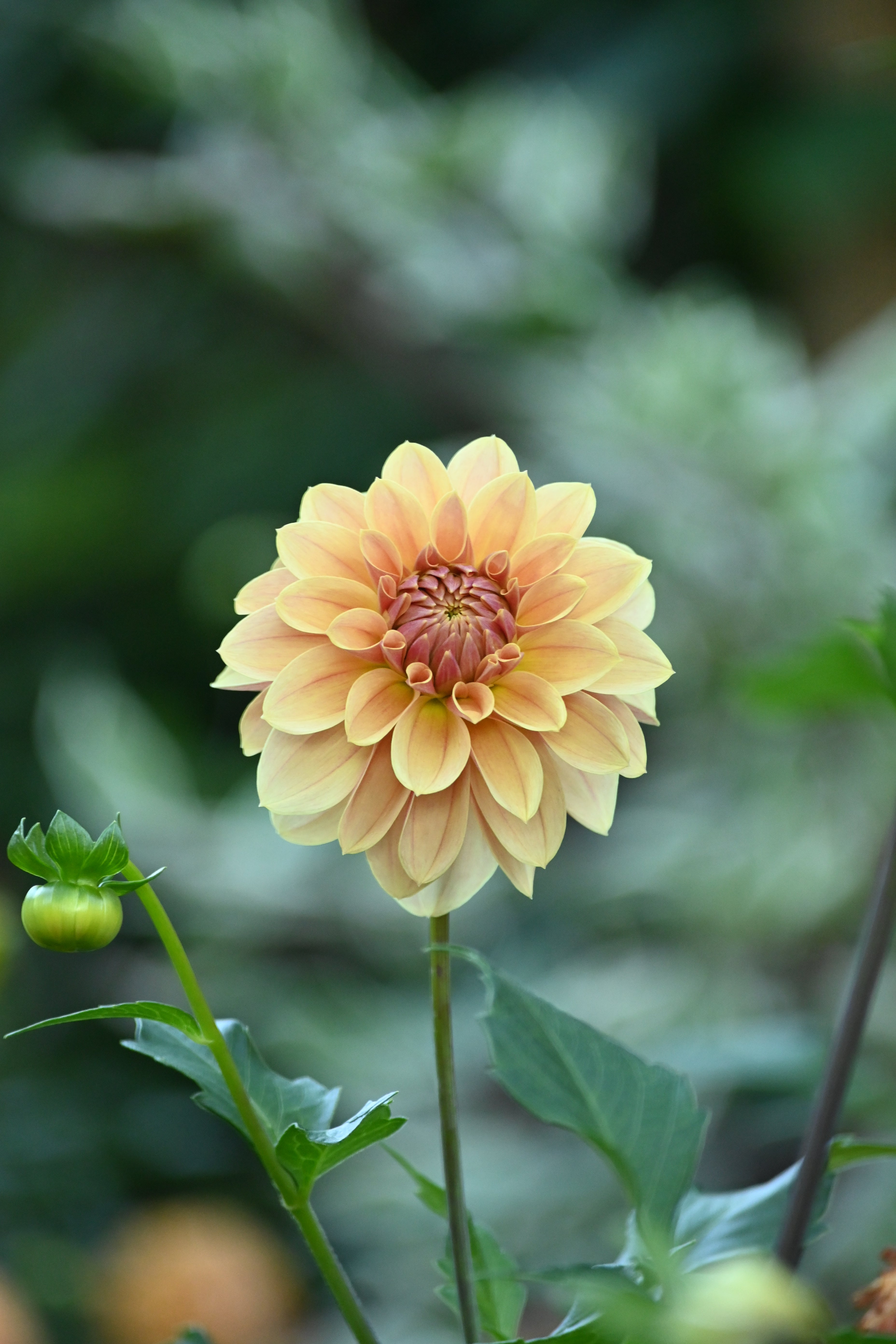Jun's Golden Sunset - LIMIT 1