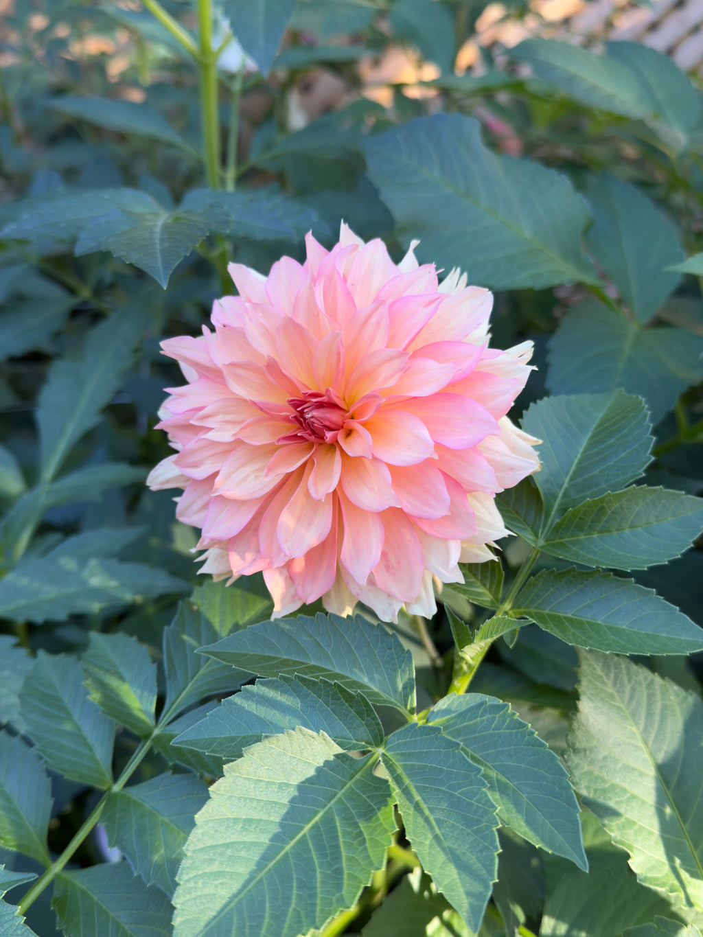 Ruffly Sunset