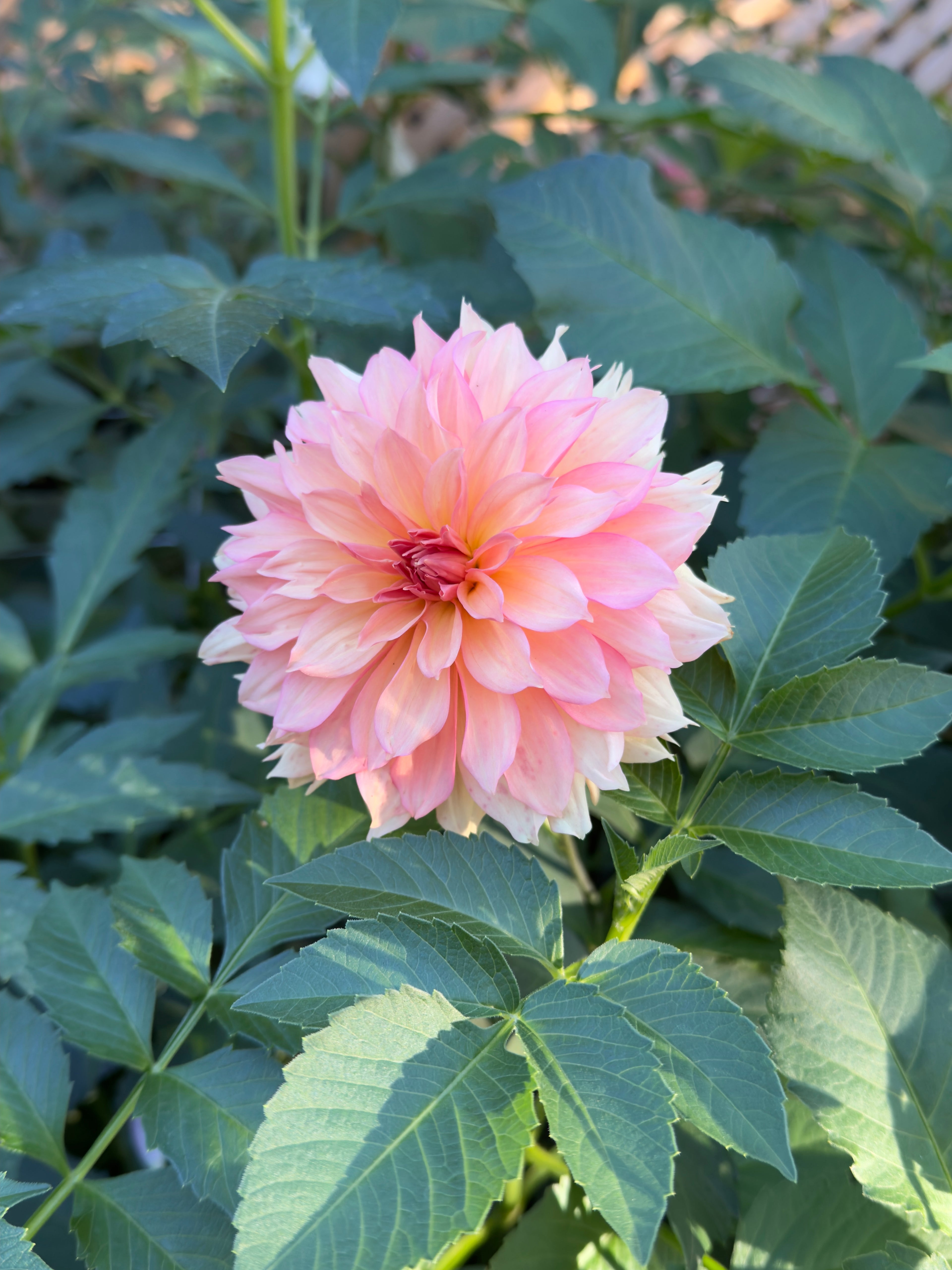 Ruffly Sunset