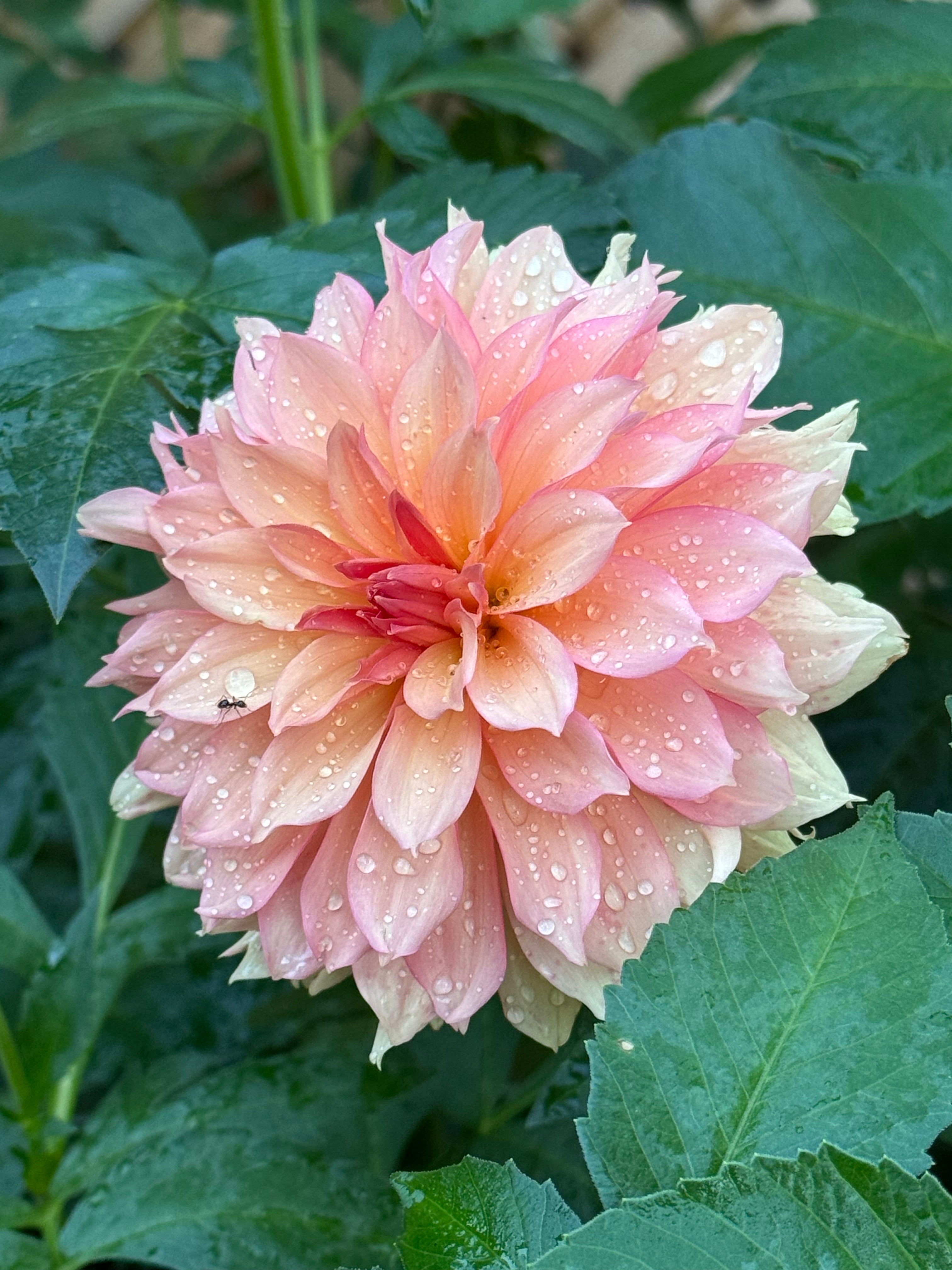 Ruffly Sunset