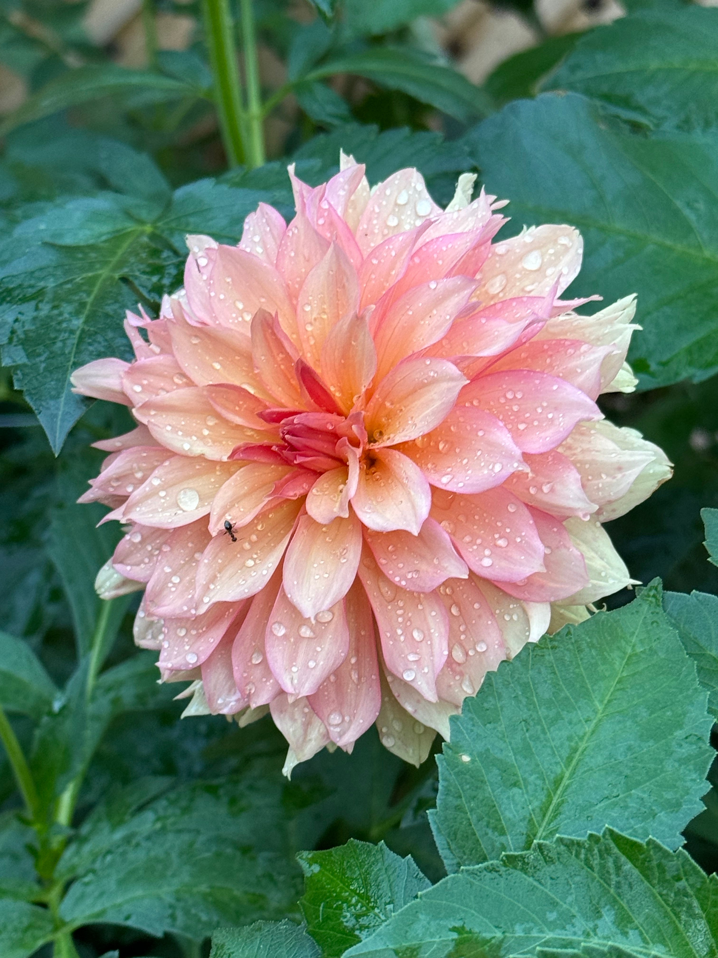 Ruffly Sunset