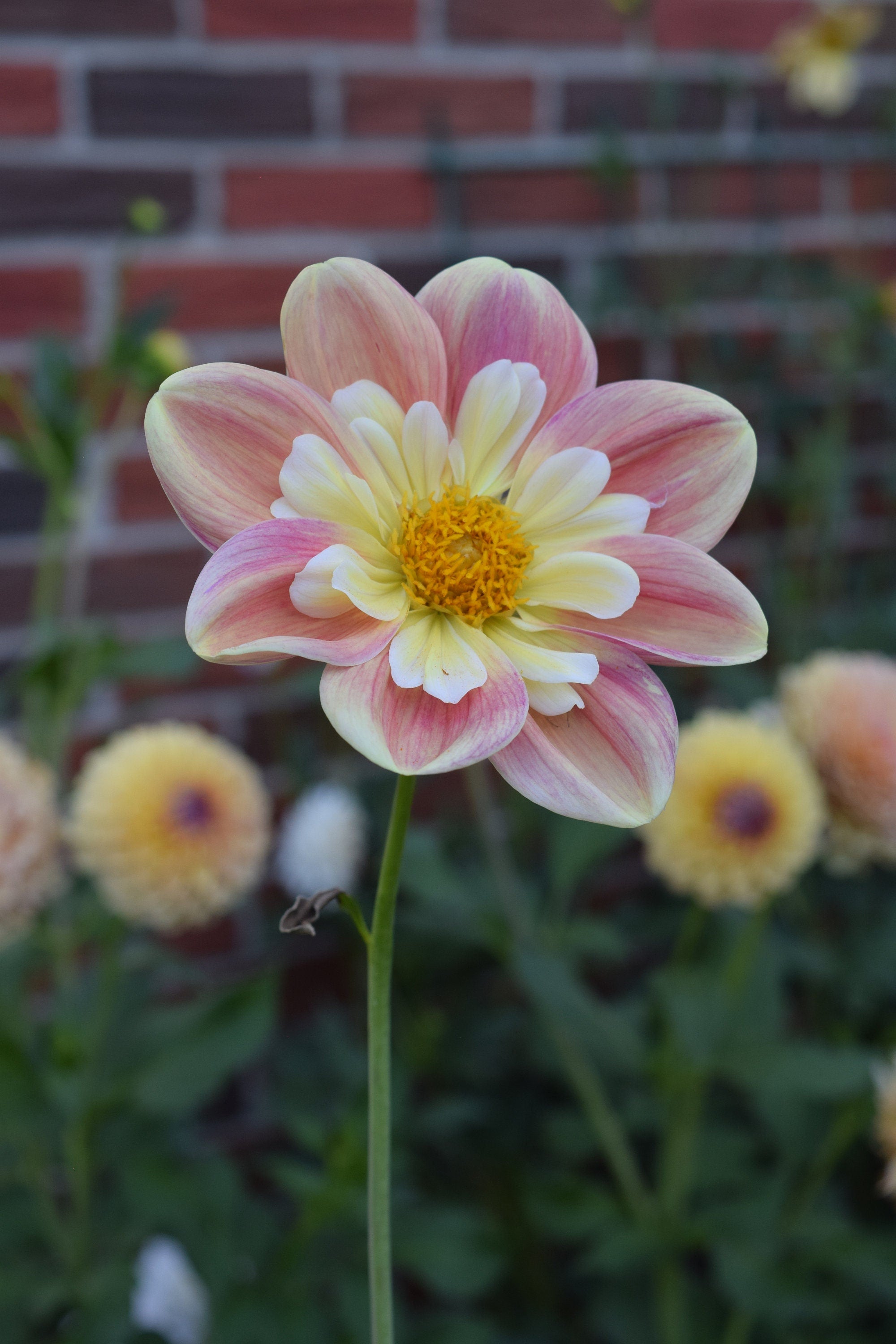 LIMIT 1 April Heather