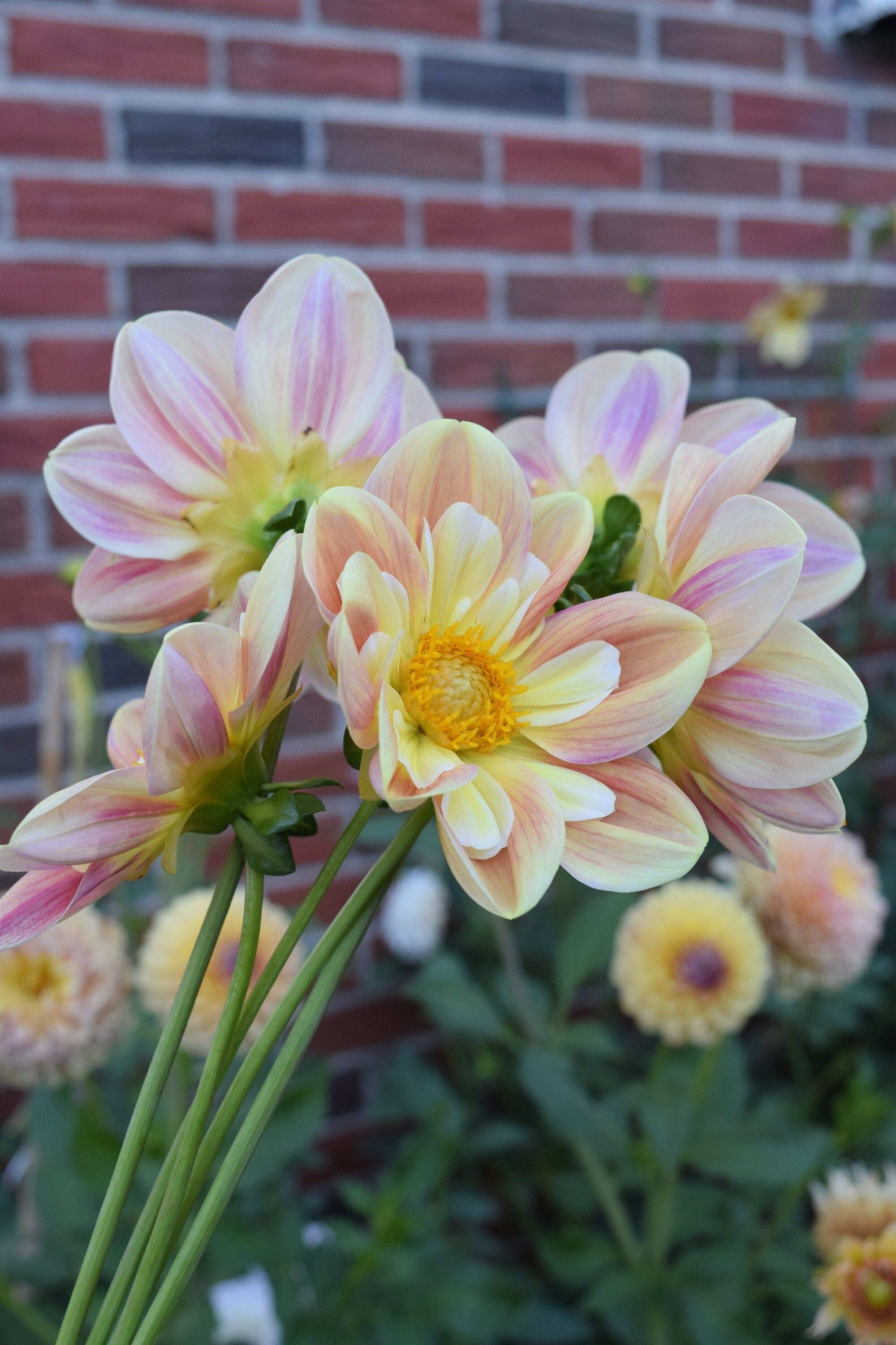 LIMIT 1 April Heather