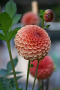 Ferncliff Apricot Dahlia