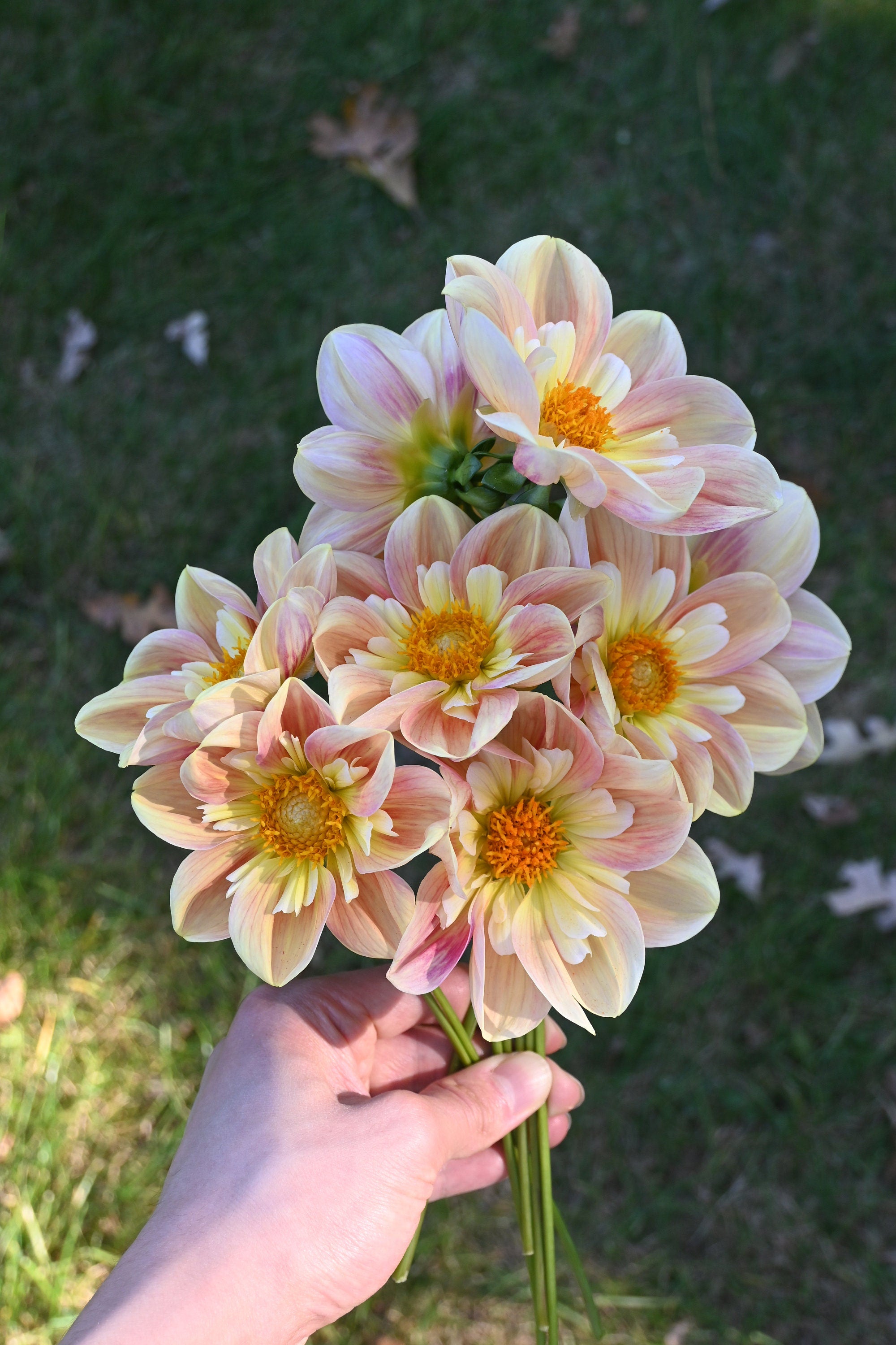 LIMIT 1 April Heather