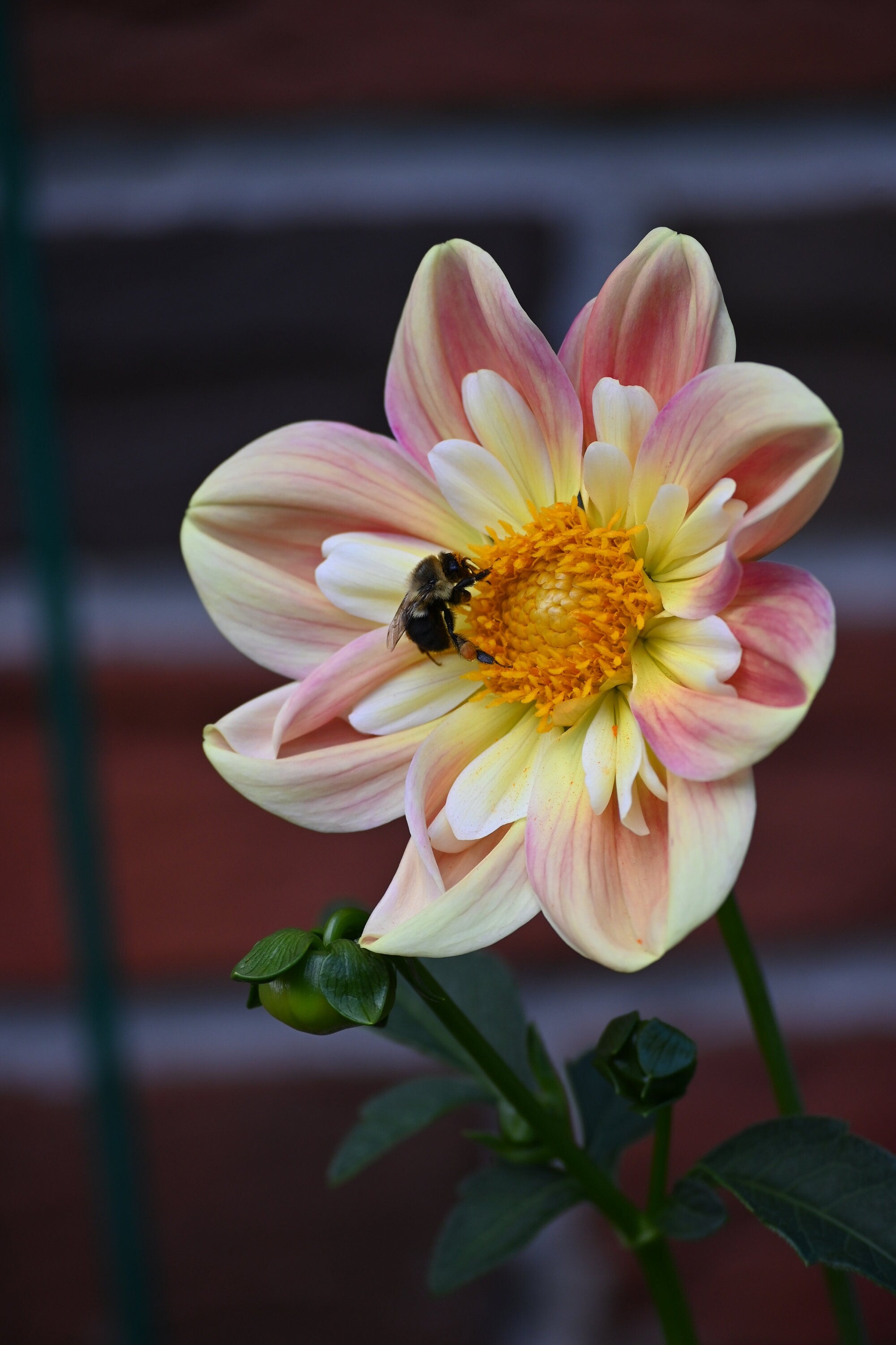 LIMIT 1 April Heather