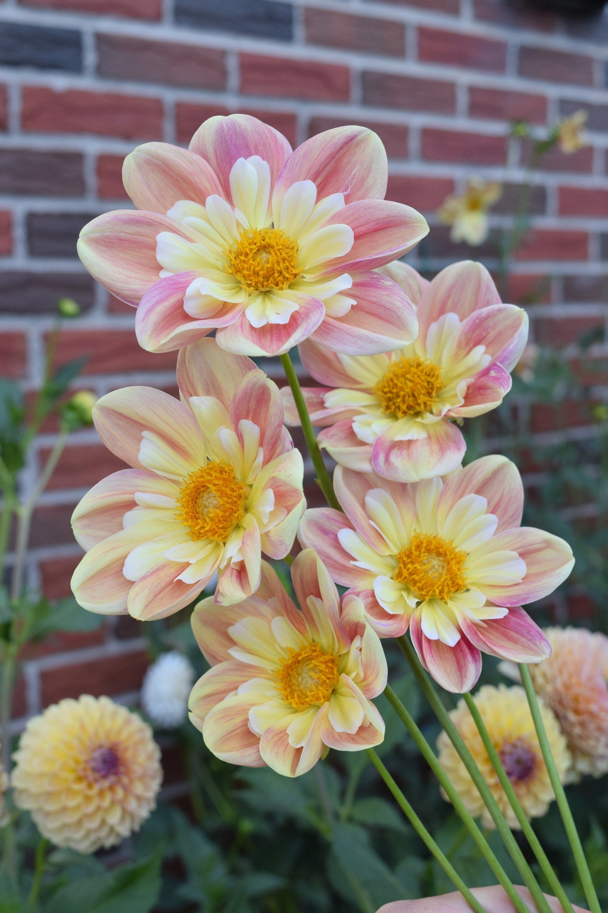 LIMIT 1 April Heather