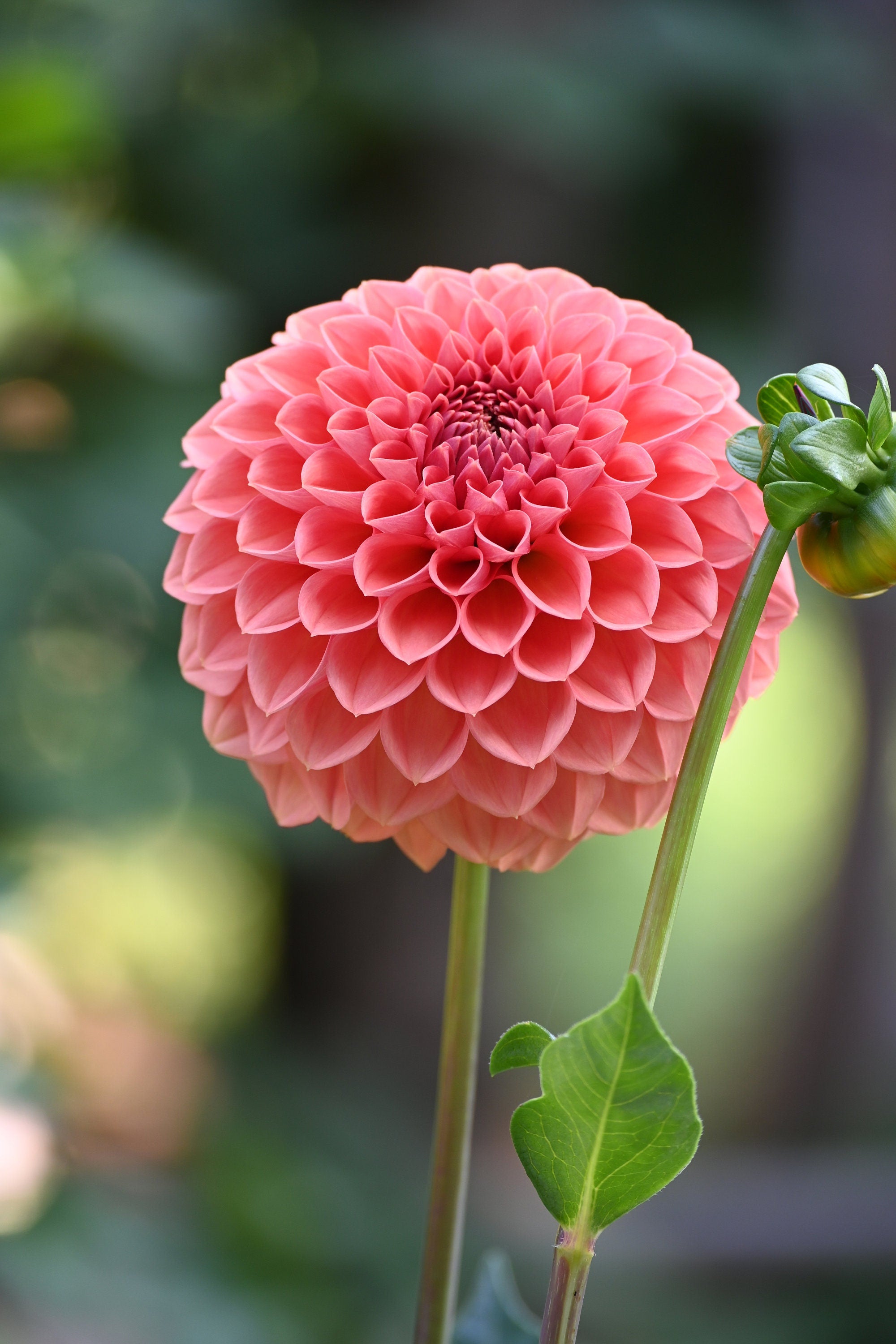 Ferncliff Apricot Dahlia