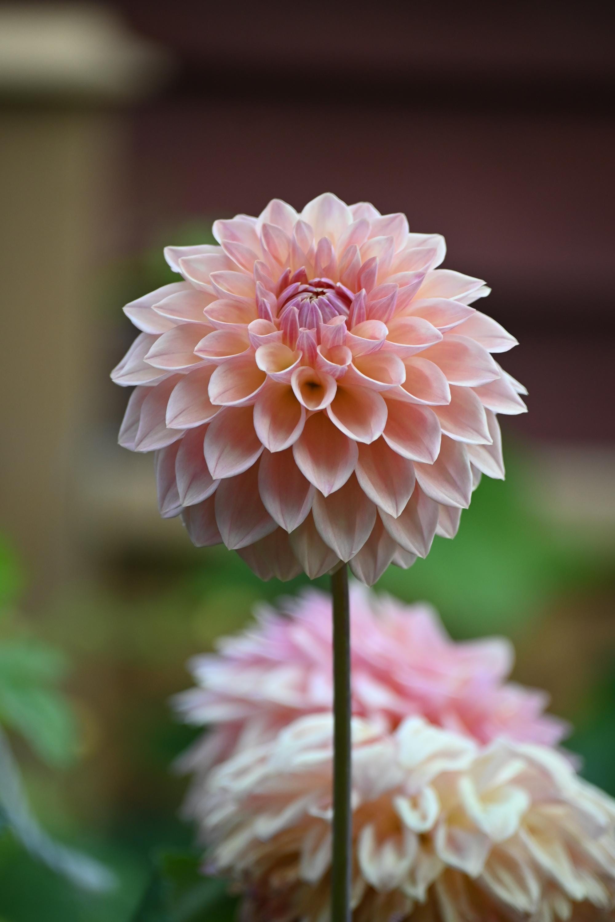 LIMIT 1 Bloomquist Alan