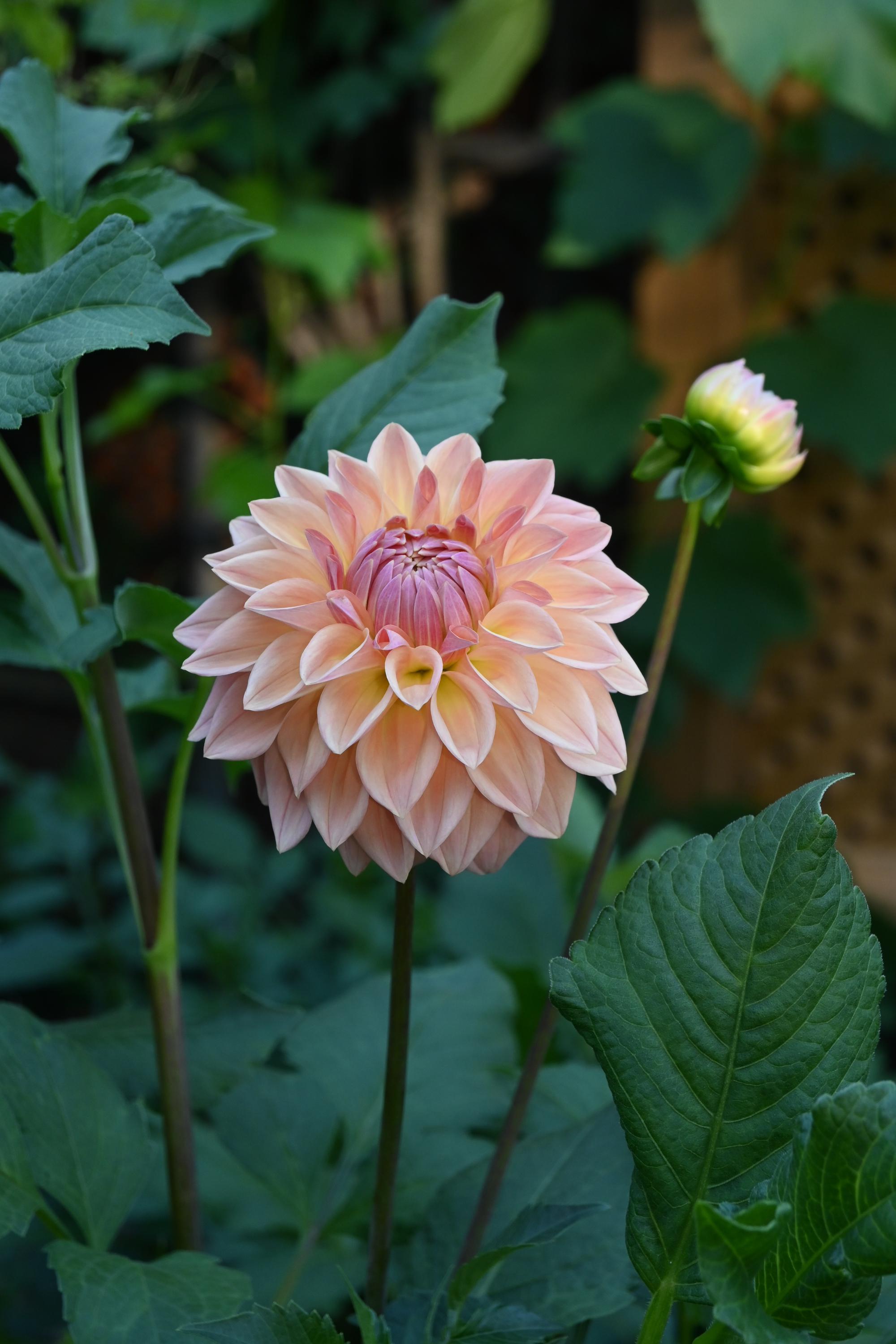 LIMIT 1 Bloomquist Alan