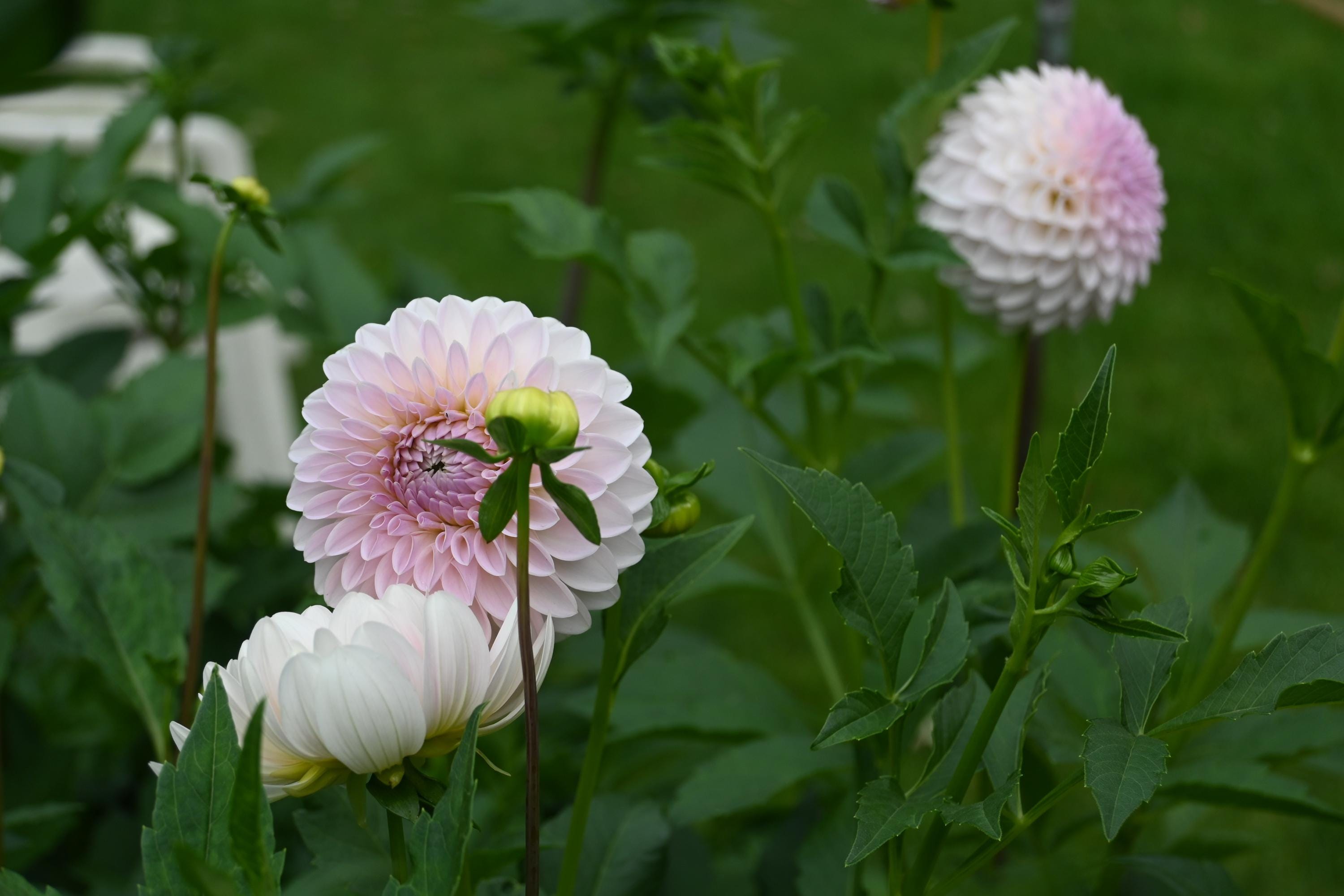 LIMIT 1 Bloomquist Tory P