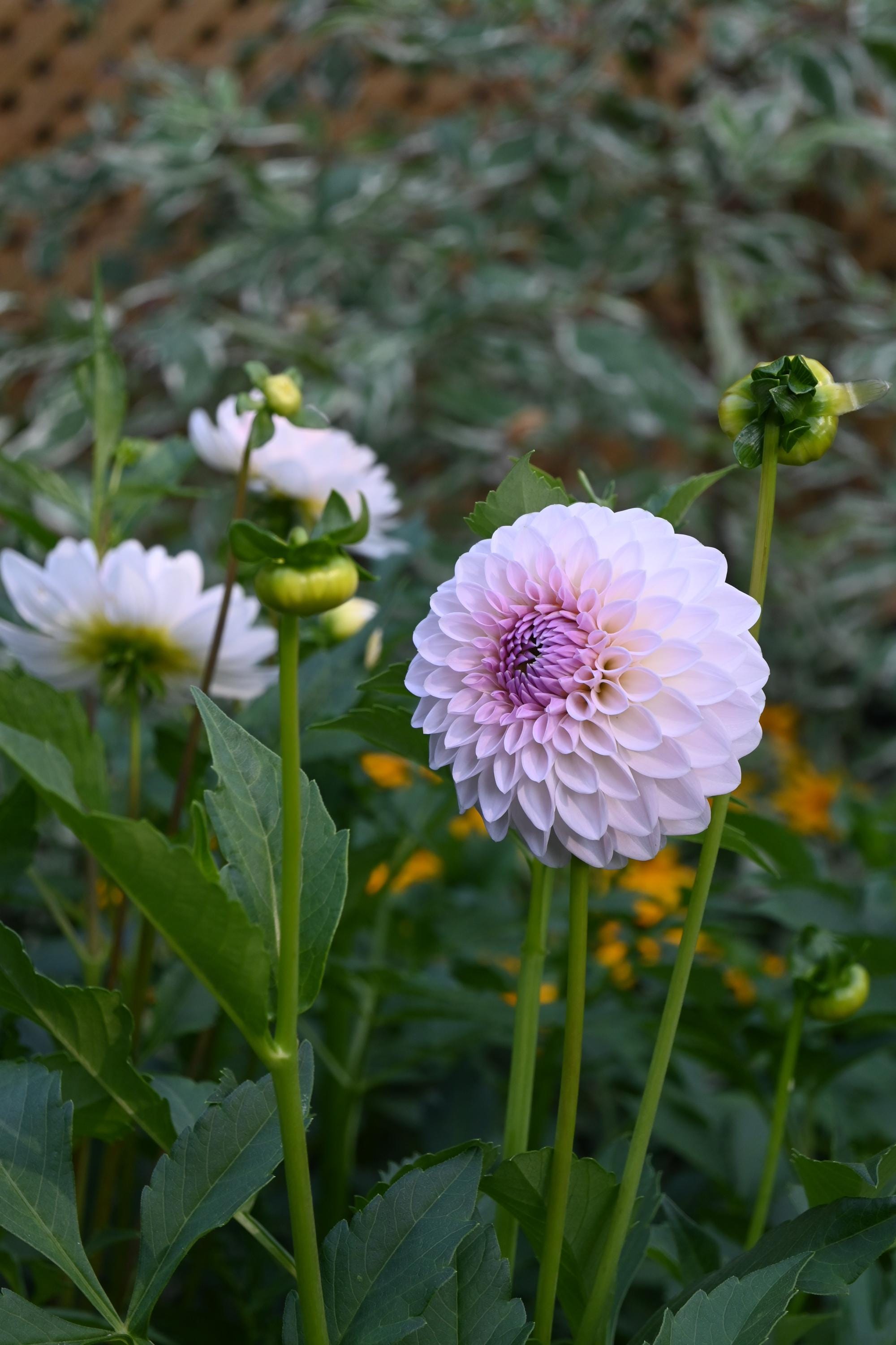 LIMIT 1 Bloomquist Tory P