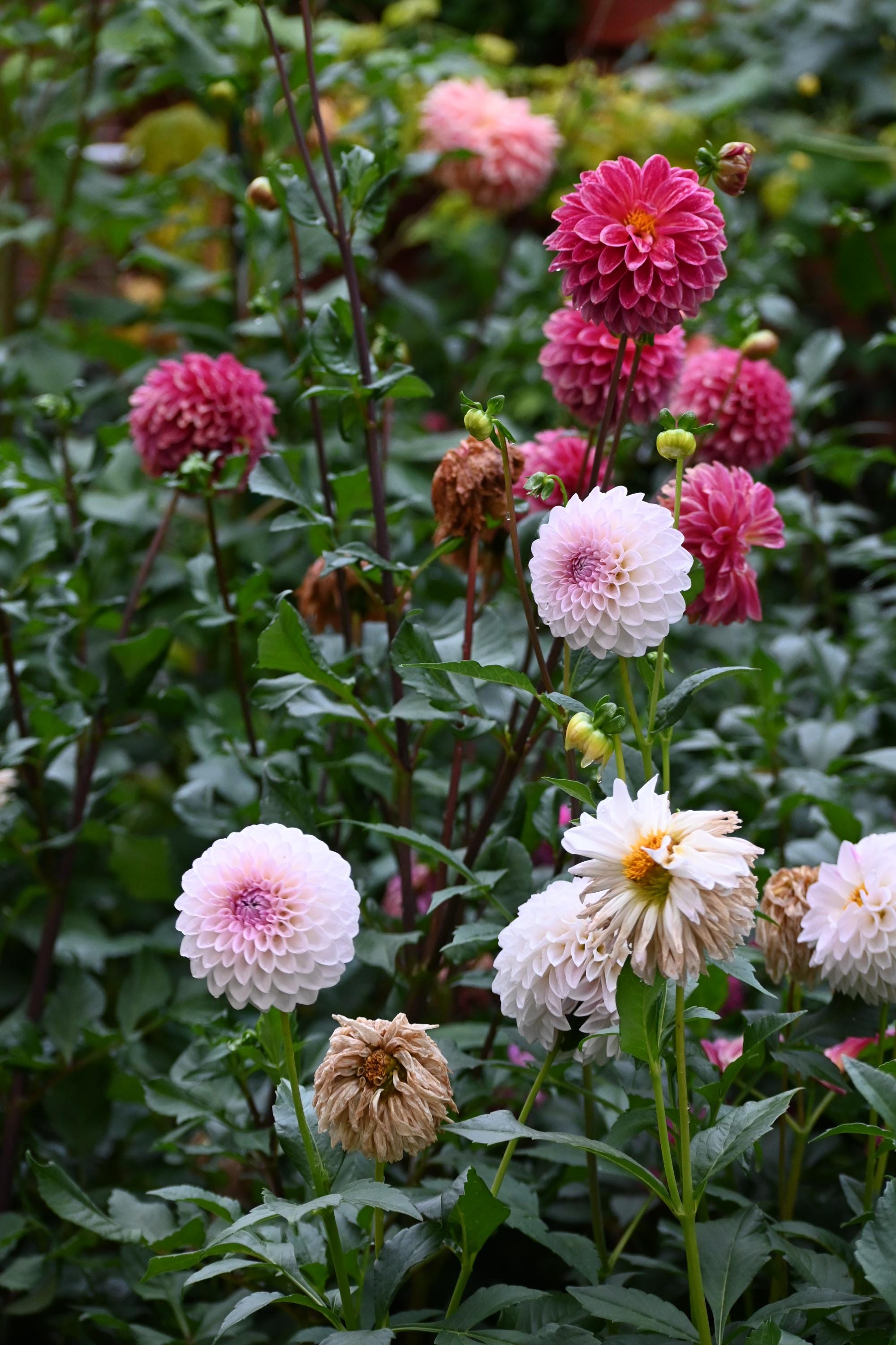 LIMIT 1 Bloomquist Tory P