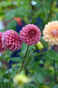 KA Rosie Jo Dahlia