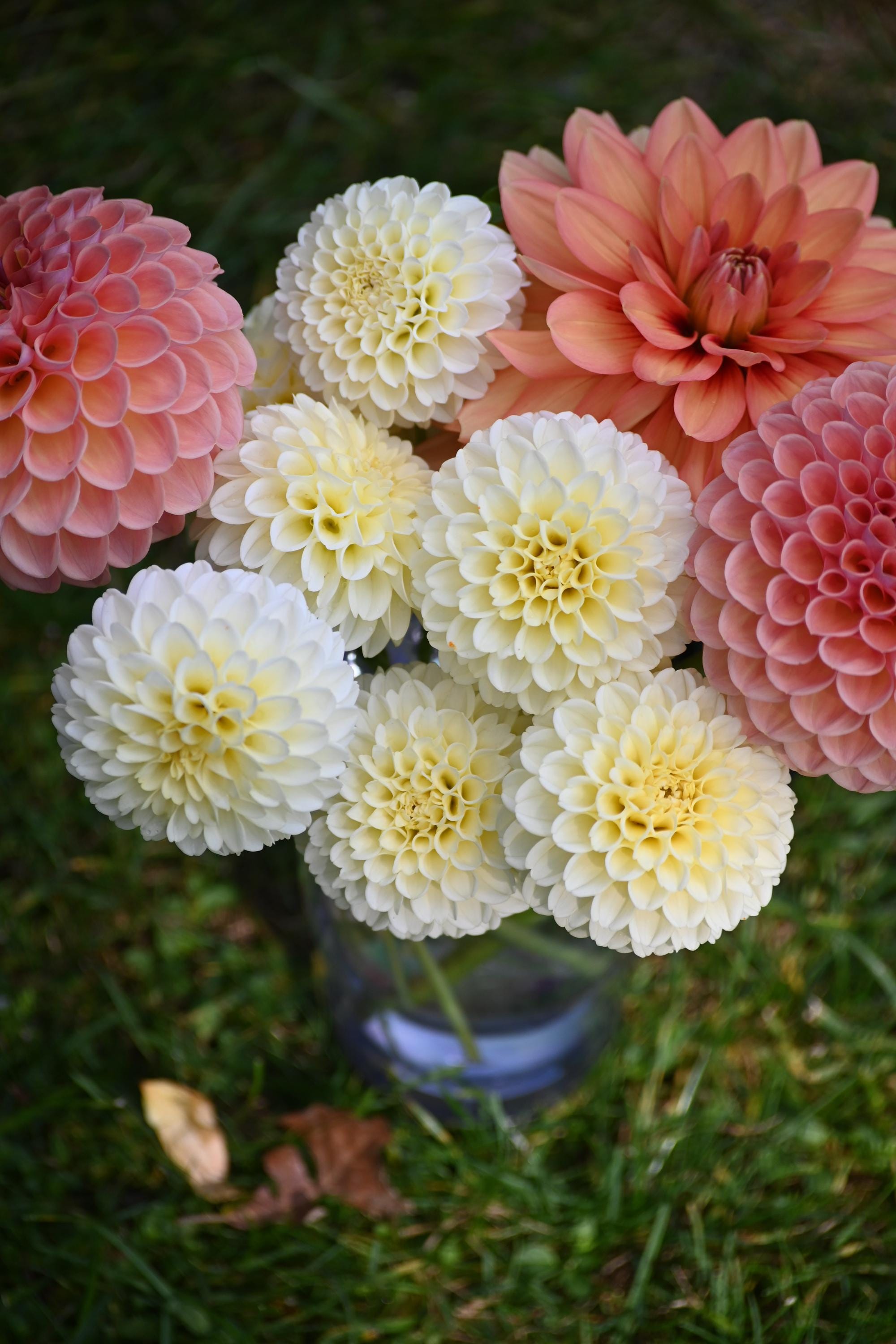 Creamy Dahlia