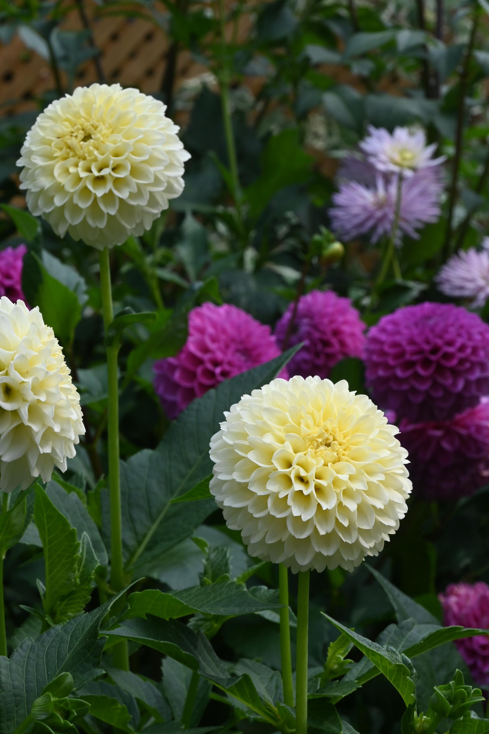 Creamy Dahlia