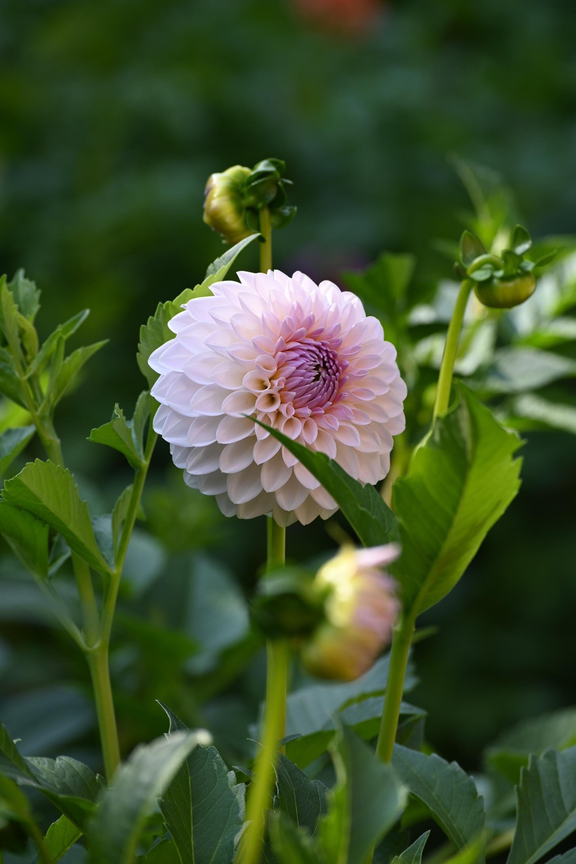 LIMIT 1 Bloomquist Tory P