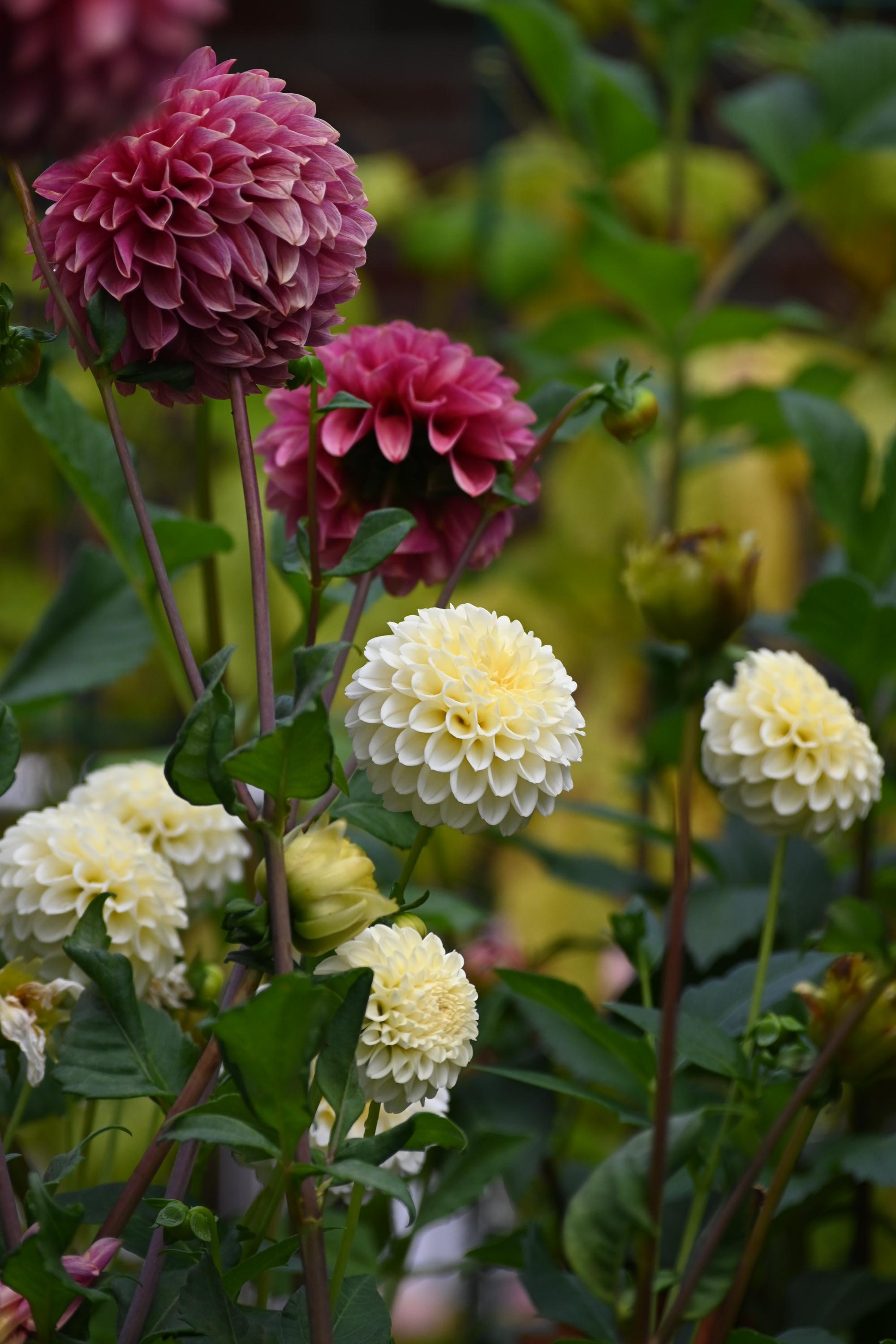 Creamy Dahlia