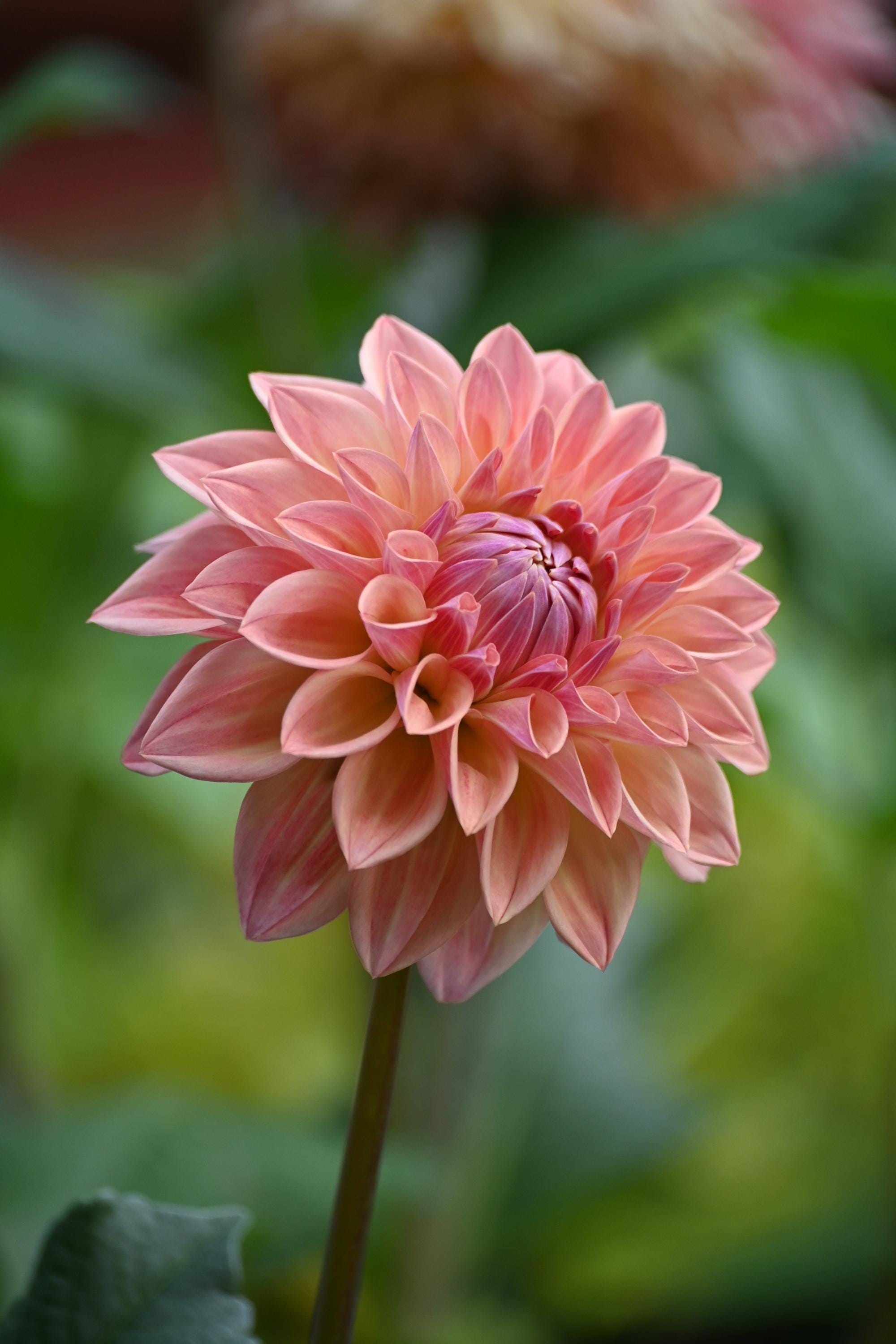 LIMIT 1 Bloomquist Alan