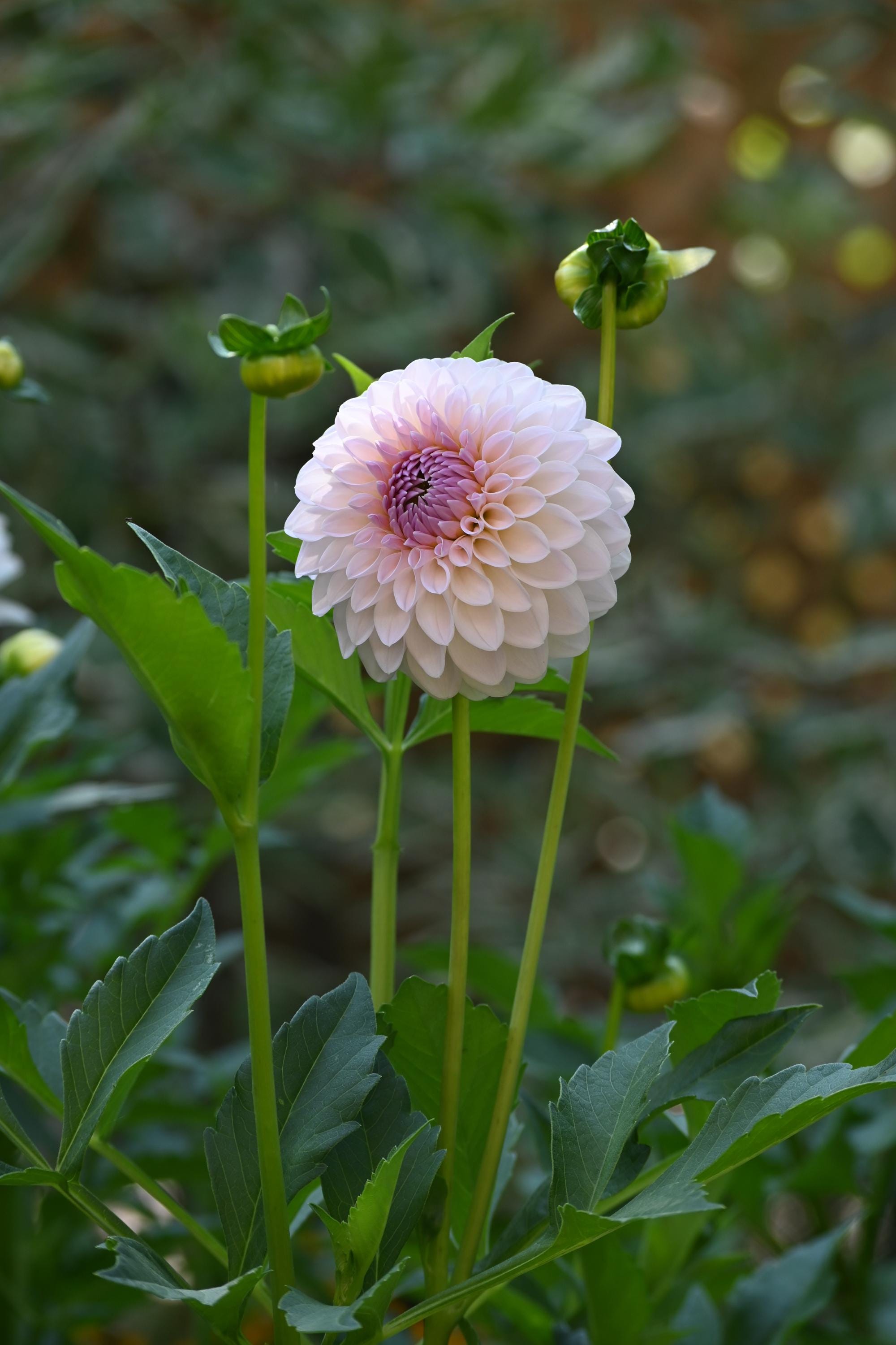 LIMIT 1 Bloomquist Tory P