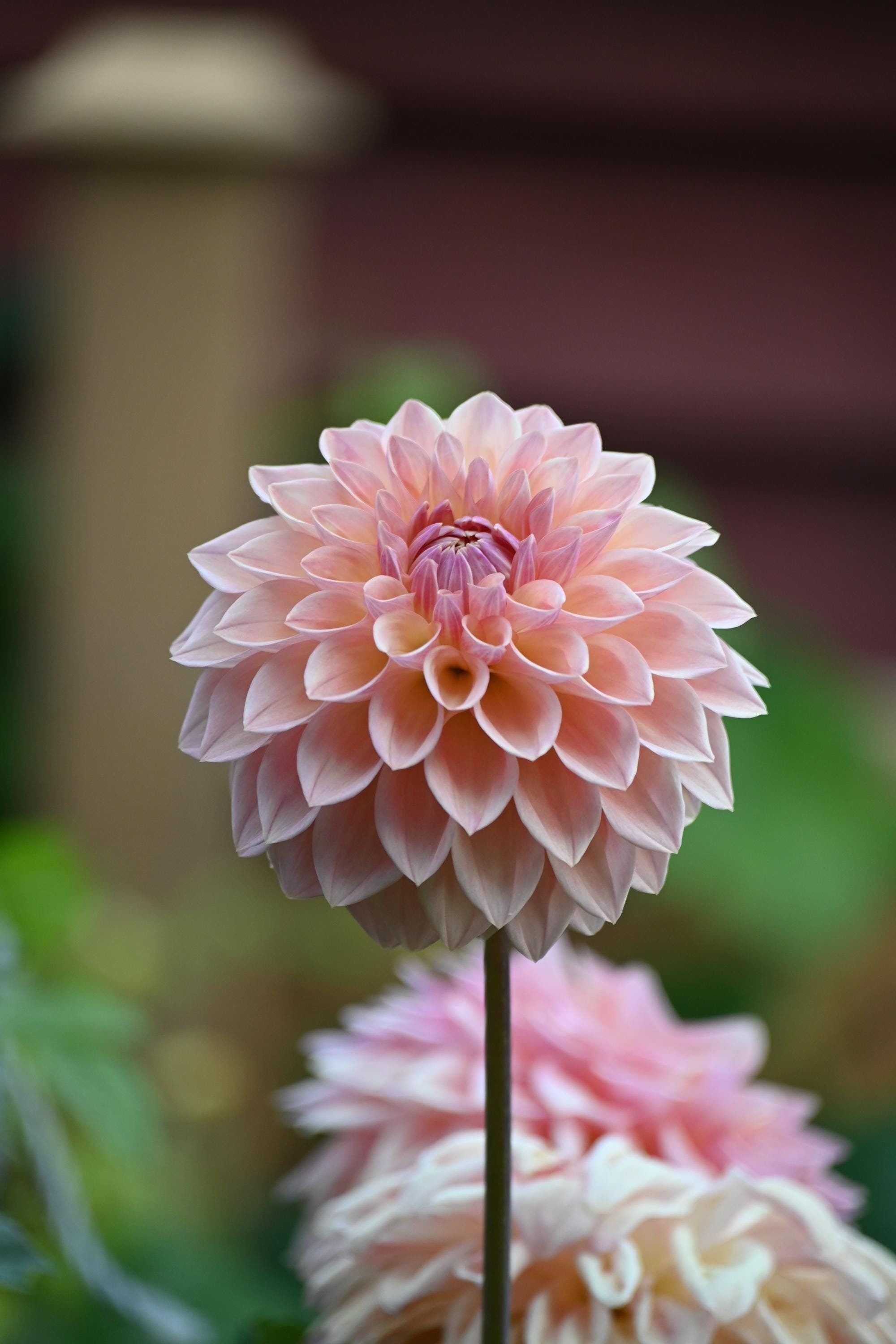 LIMIT 1 Bloomquist Alan