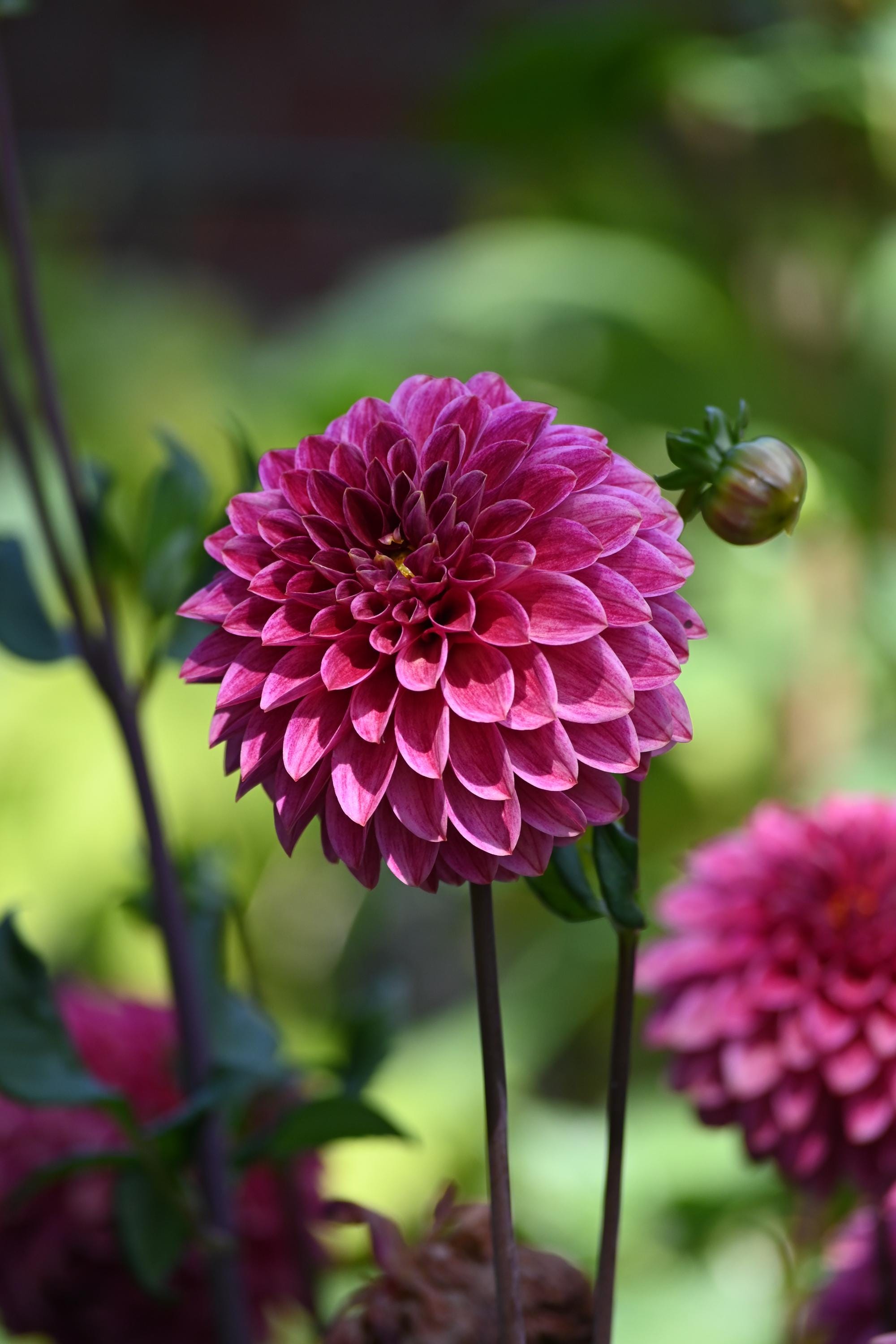 KA Rosie Jo Dahlia