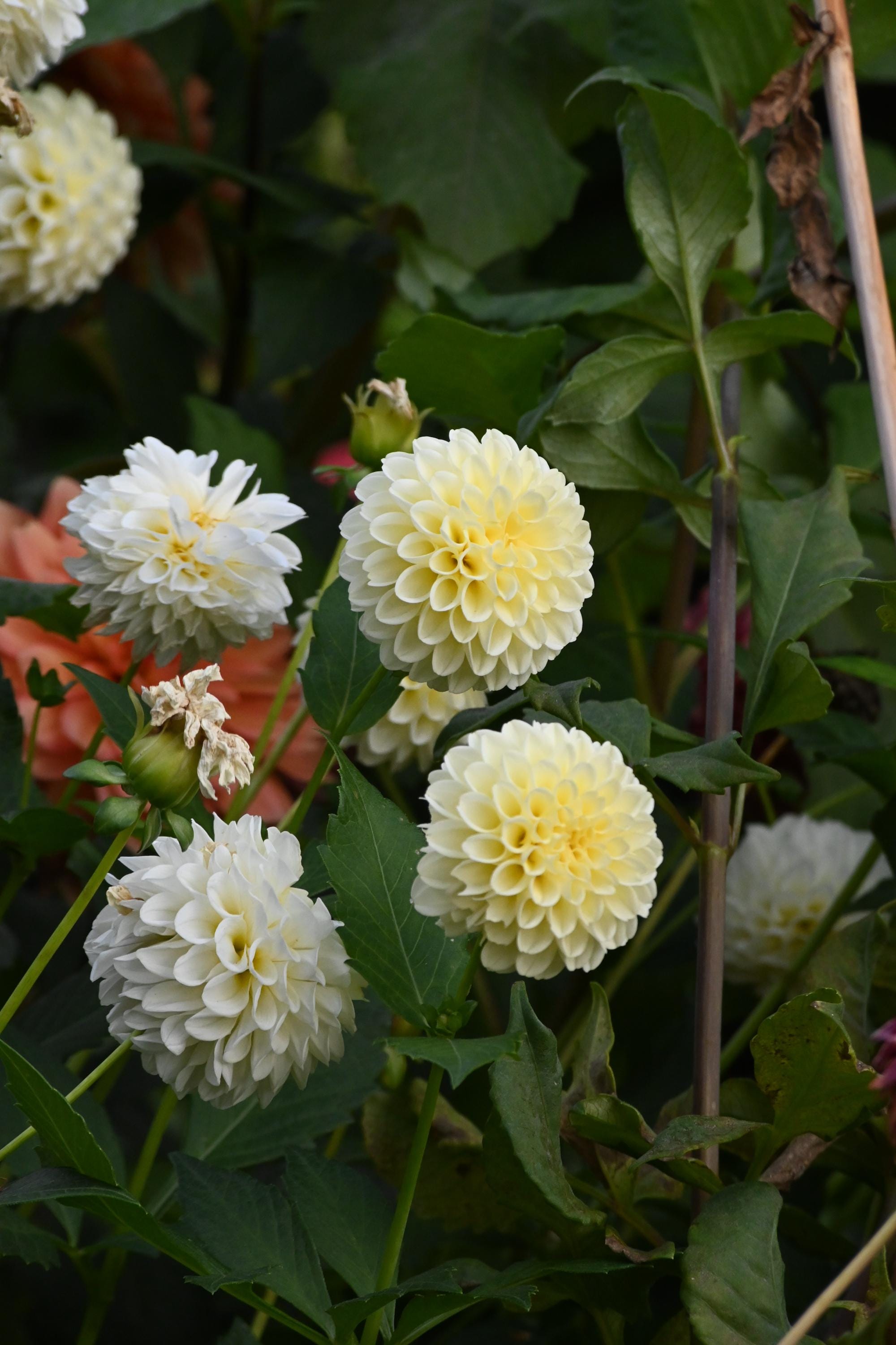 Creamy Dahlia