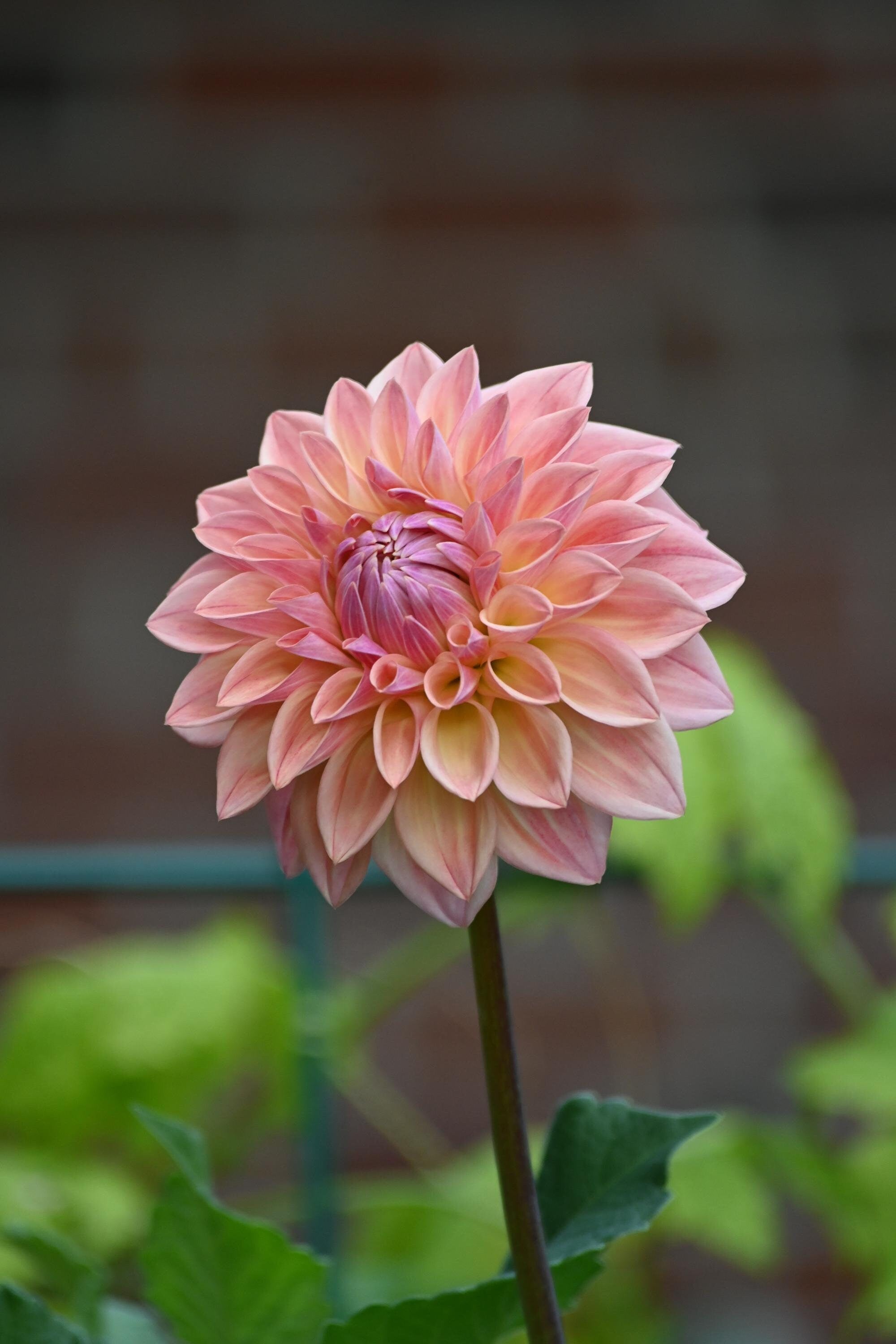 LIMIT 1 Bloomquist Alan