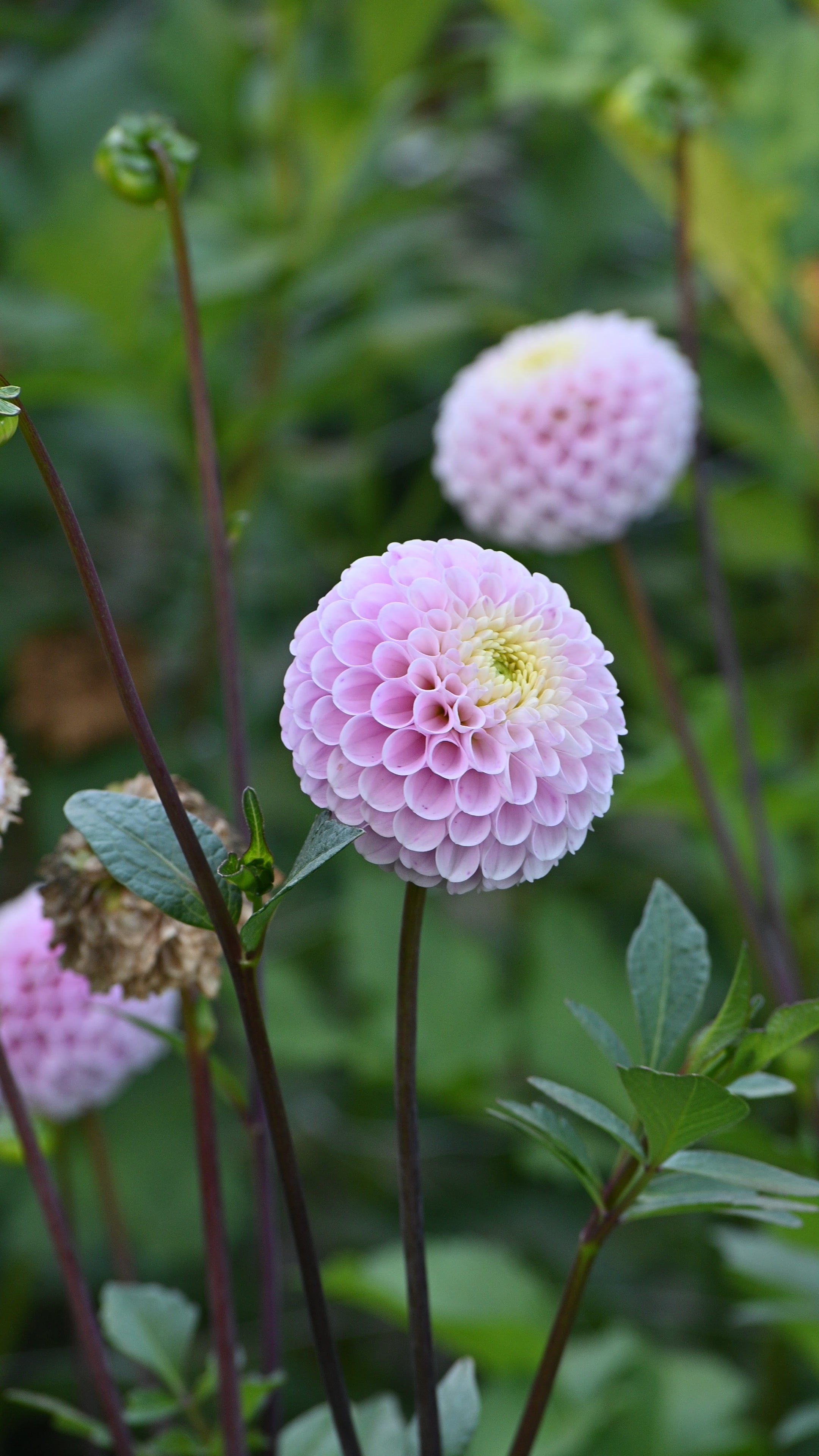 20th Ave Delicada - LIMIT 1