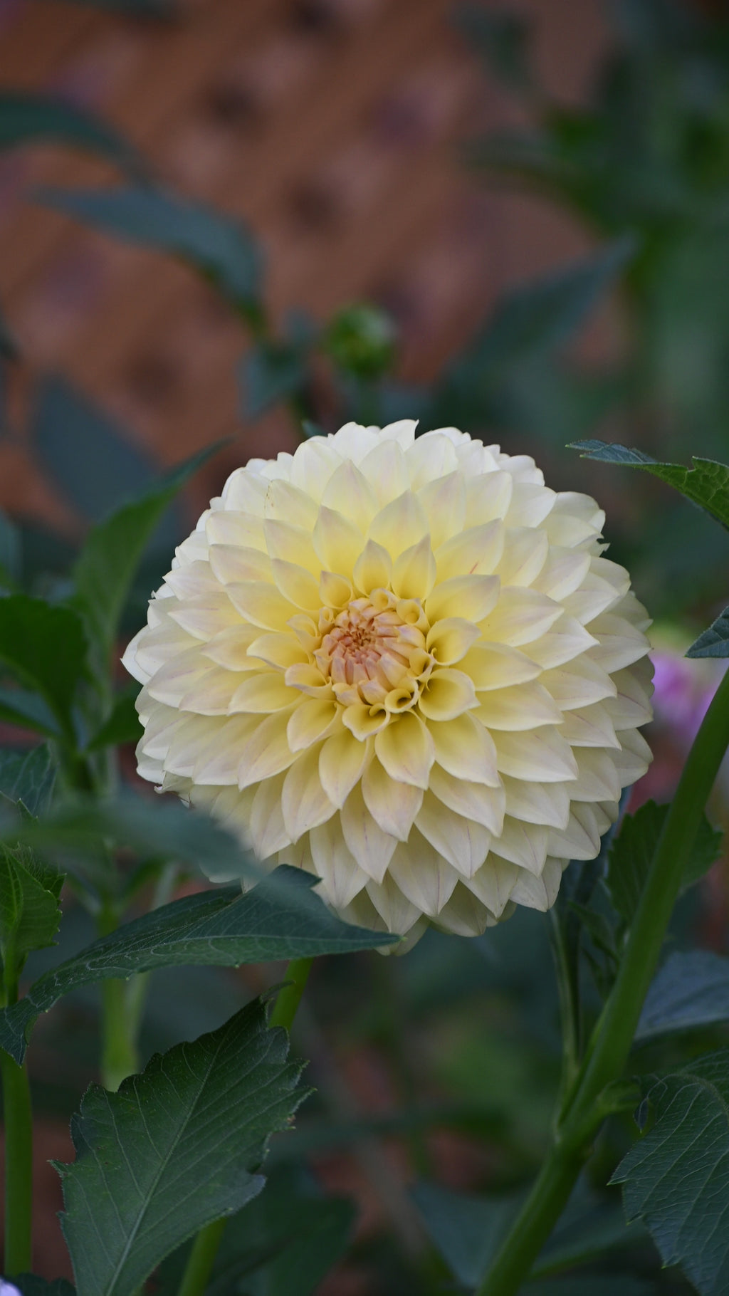 Jun's Fading Primrose